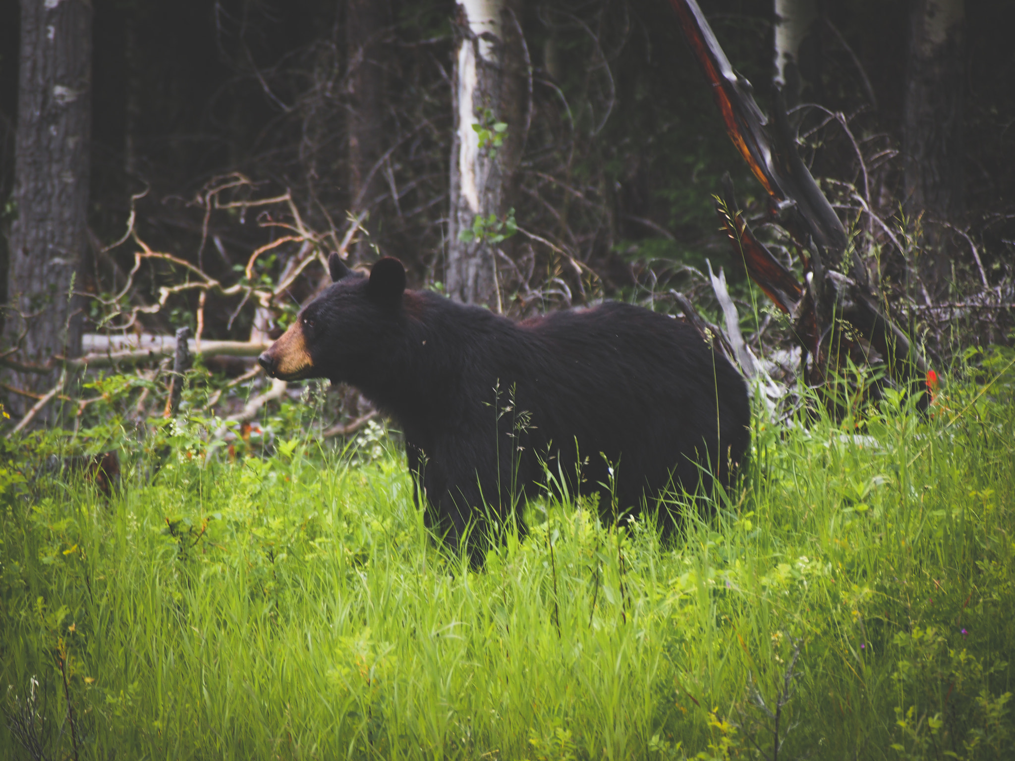 Olympus PEN E-PL3 sample photo. Banff bear photography