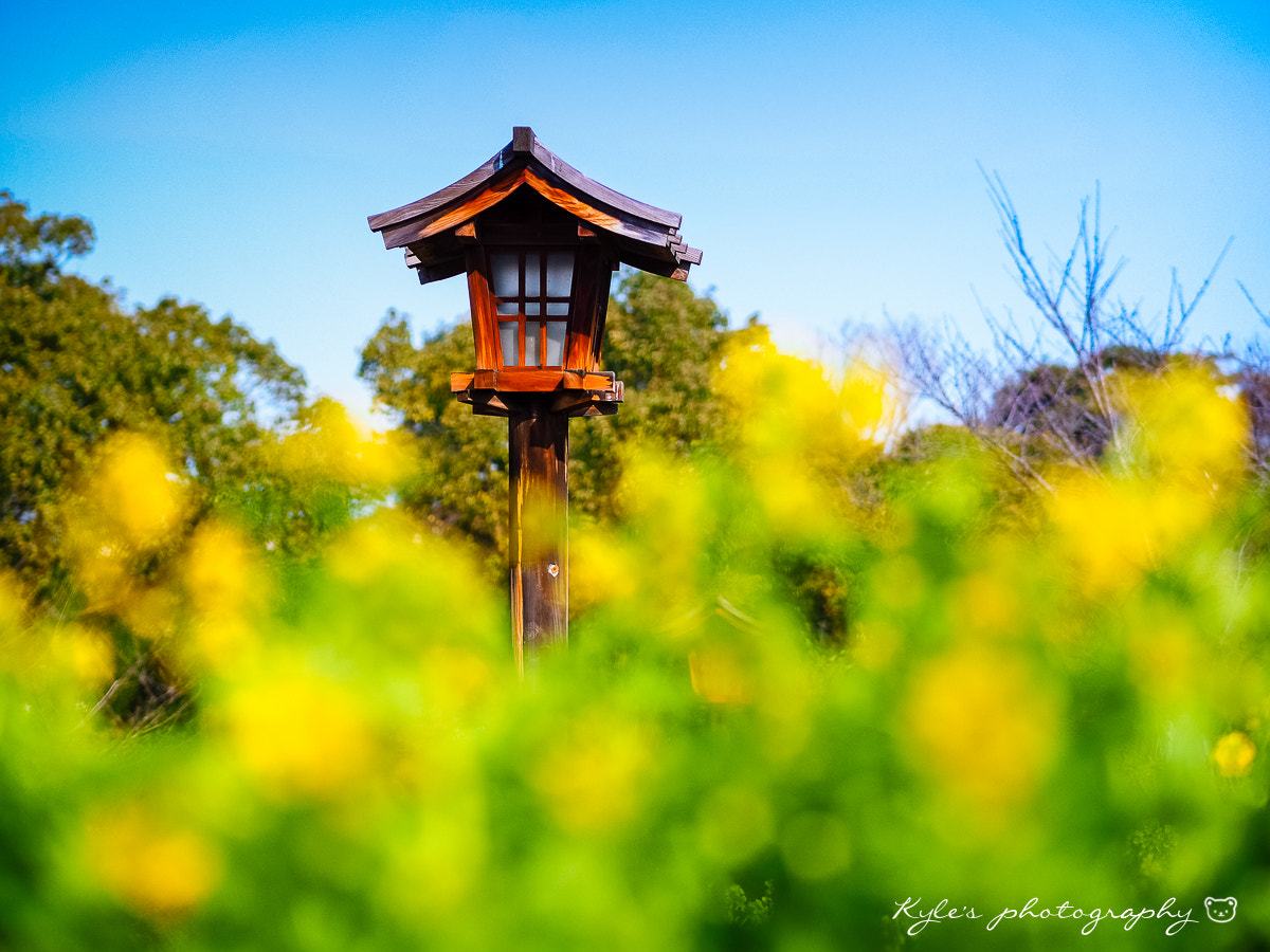 Olympus OM-D E-M1 + Olympus M.Zuiko Digital ED 75mm F1.8 sample photo. 油菜花 photography