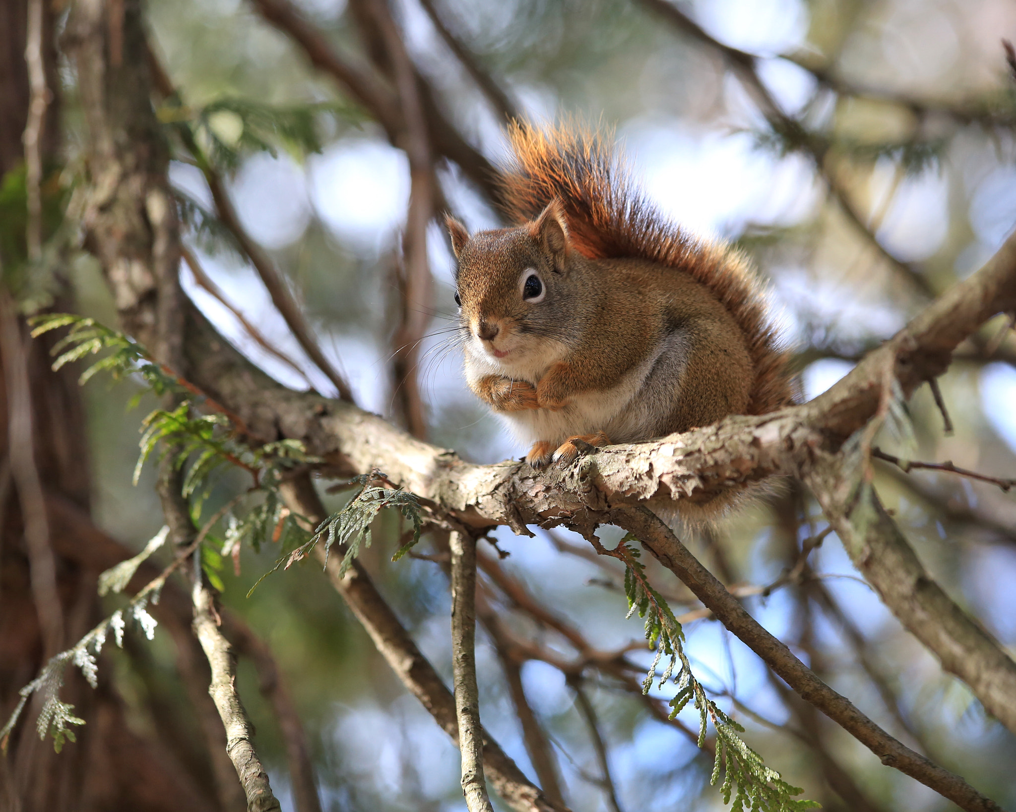 Canon EF 70-300mm F4-5.6 IS USM sample photo