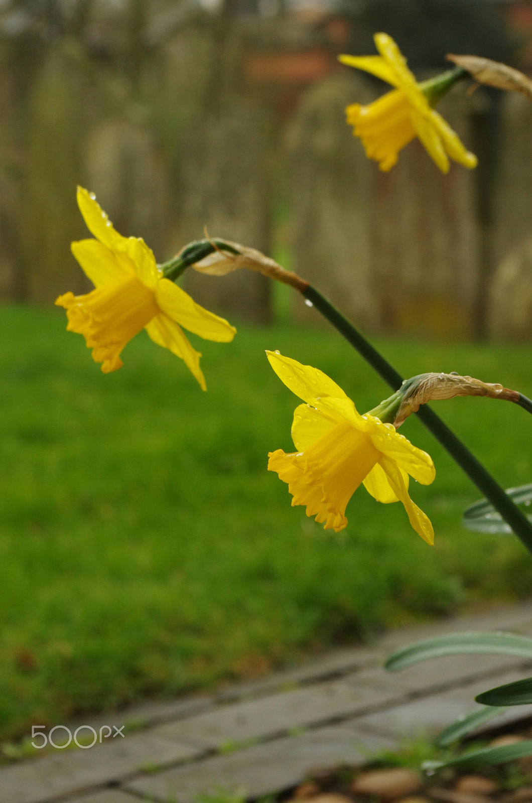 Pentax smc DA 18-55mm F3.5-5.6 AL WR sample photo. Graves and daffodils photography
