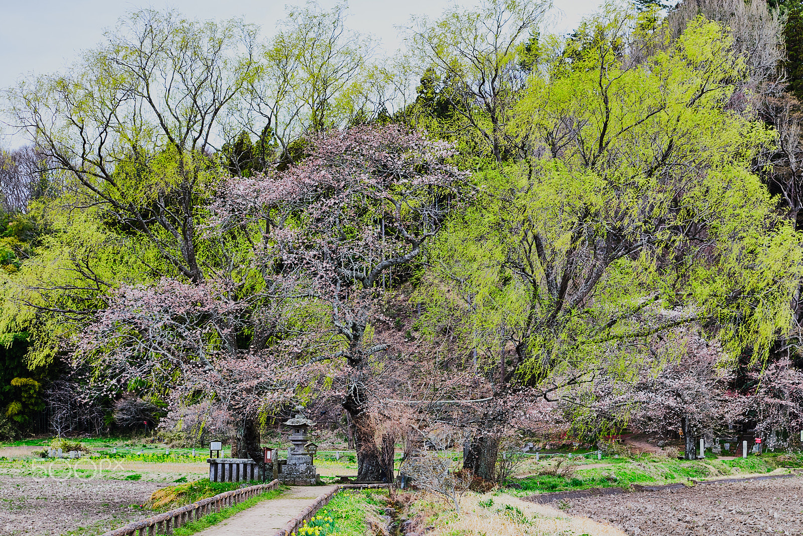 ZEISS Makro-Planar T* 50mm F2 sample photo. "yugyo yanagi" photography