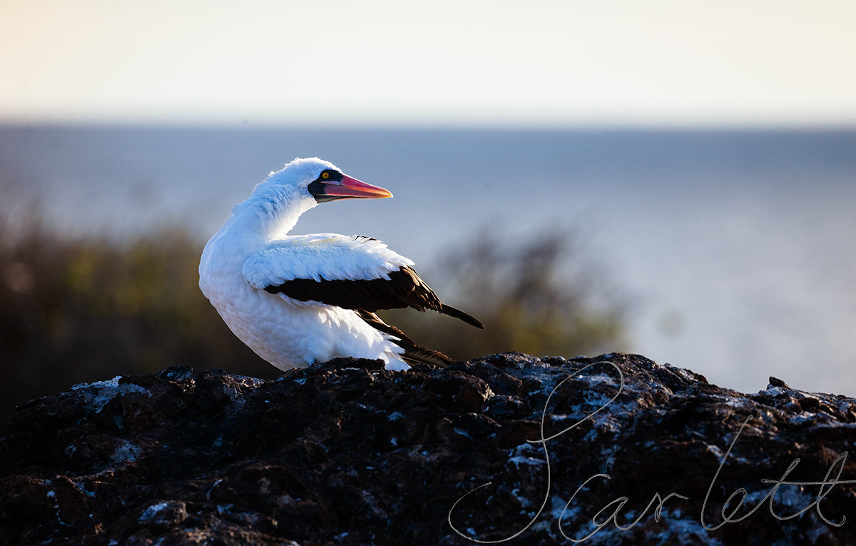 Canon EOS-1D X sample photo. Go with wind photography
