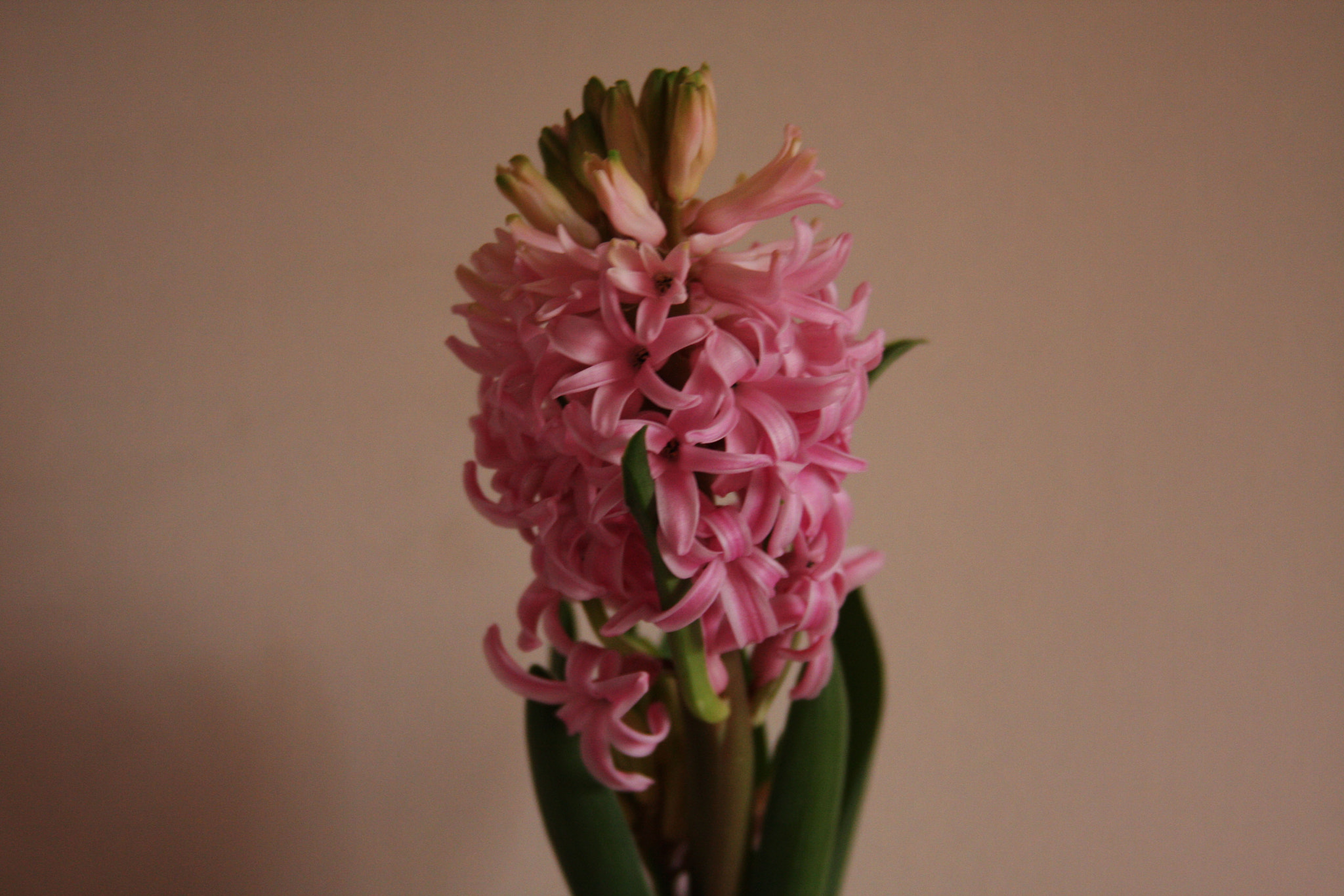 Canon EF 28-135mm F3.5-5.6 IS USM sample photo. Flower photography