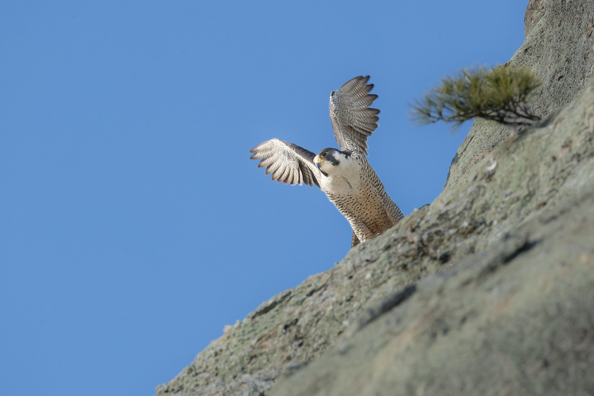 Canon EOS-1D X + Canon EF 800mm F5.6L IS USM sample photo. 青空にダイブ photography