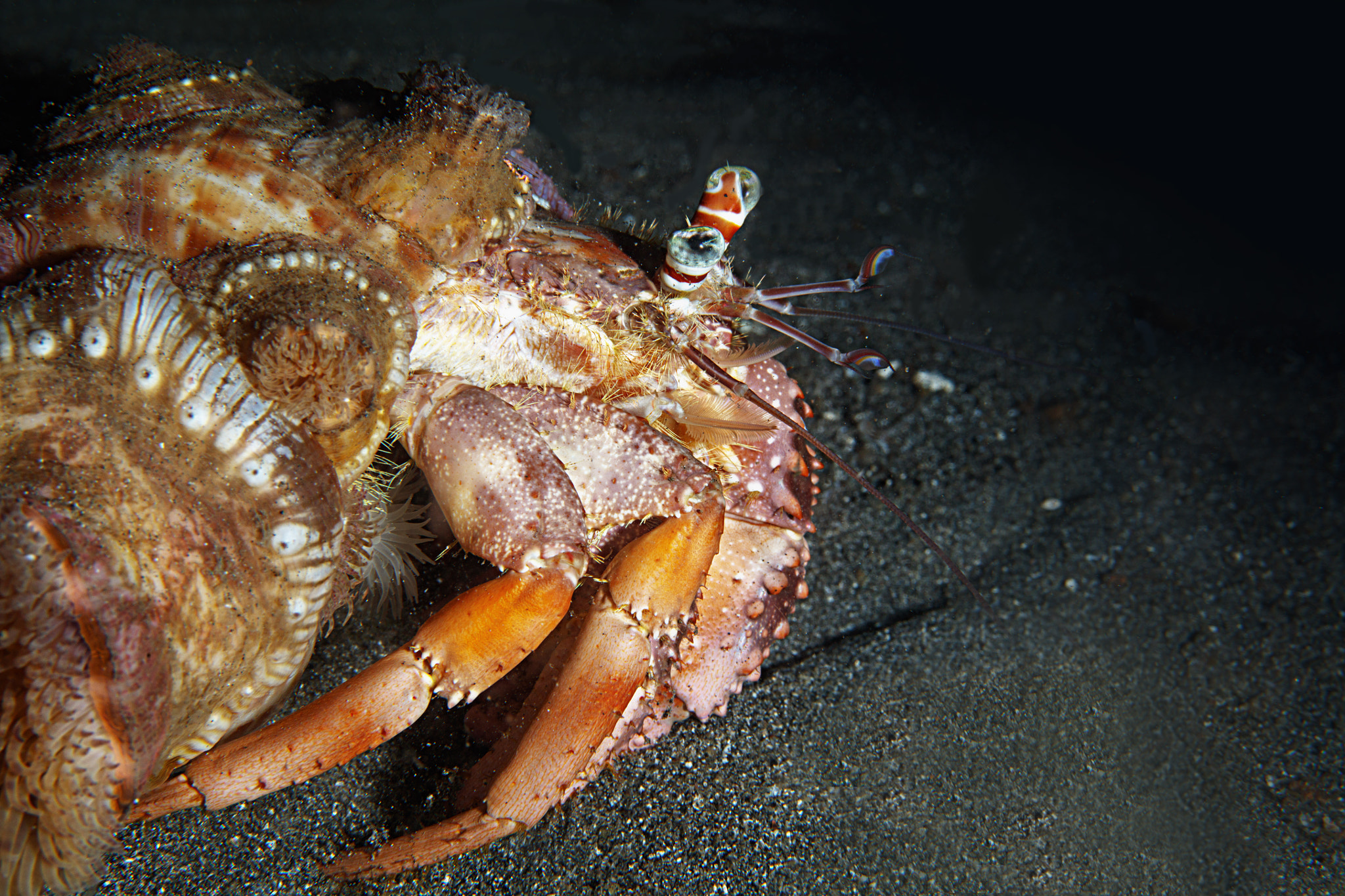 Canon EOS 5DS R + Canon EF 100mm F2.8L Macro IS USM sample photo. Crab from night dive photography