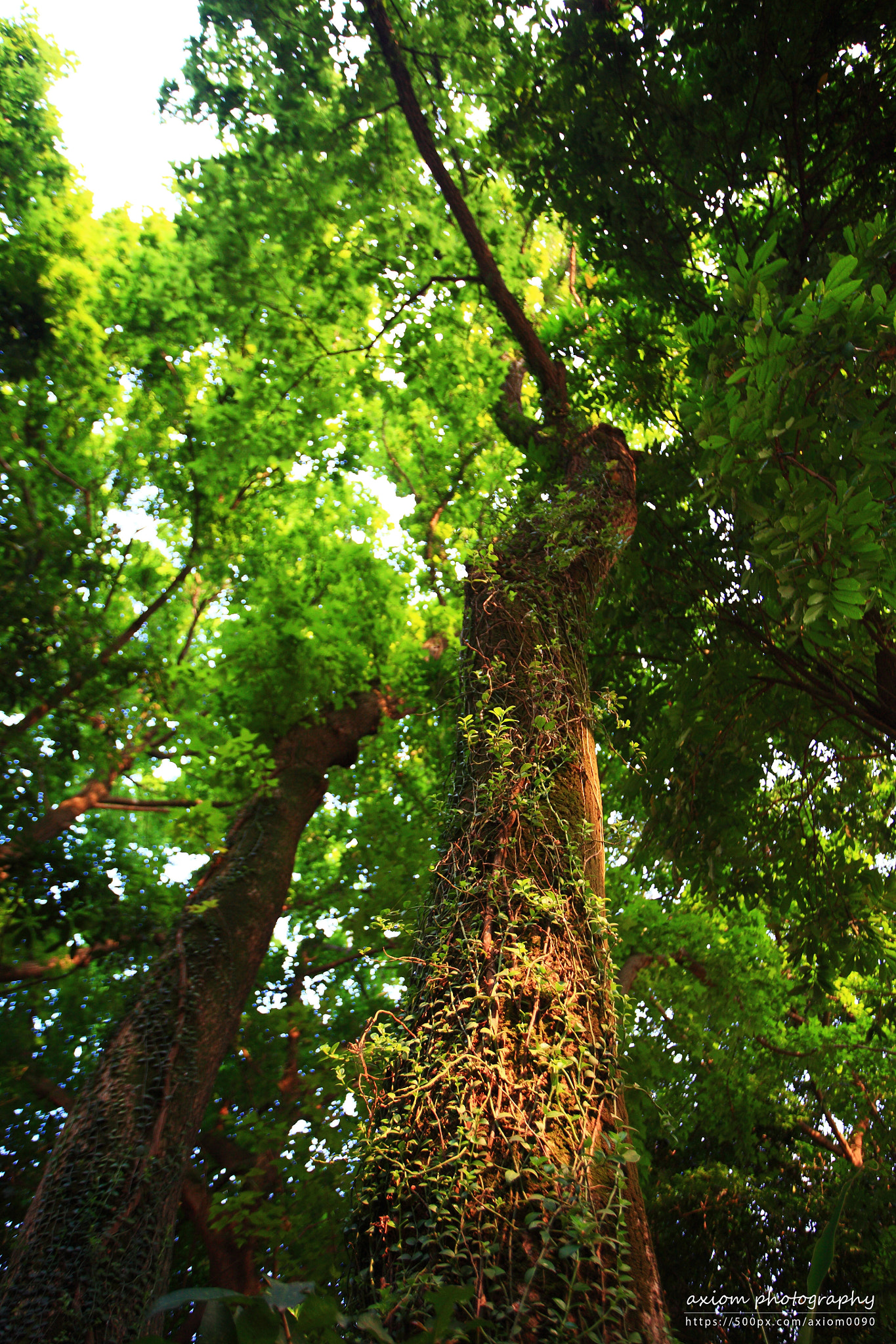 Canon EOS 5D + Canon EF 17-40mm F4L USM sample photo. Tree rattan 1 photography