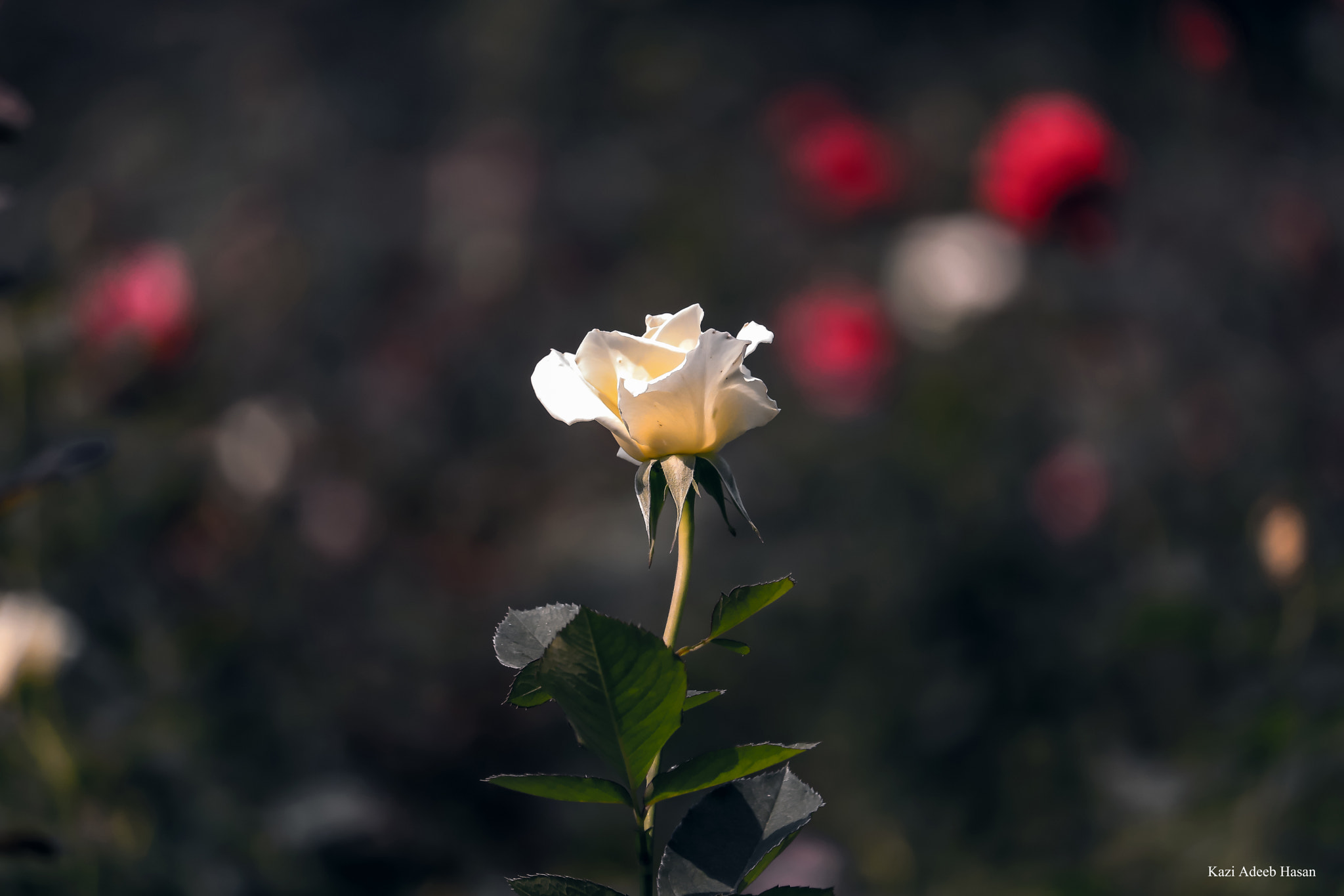 Canon EF-S 55-250mm F4-5.6 IS STM sample photo. New photography