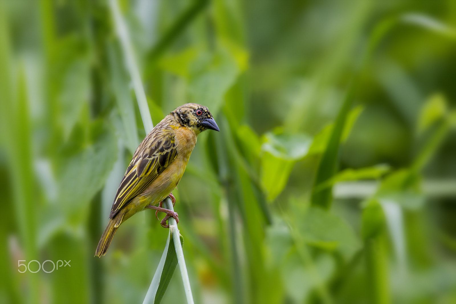 Nikon D4 + Nikon AF-S Nikkor 600mm F4E FL ED VR sample photo. Golden-backed weaver (jv) photography