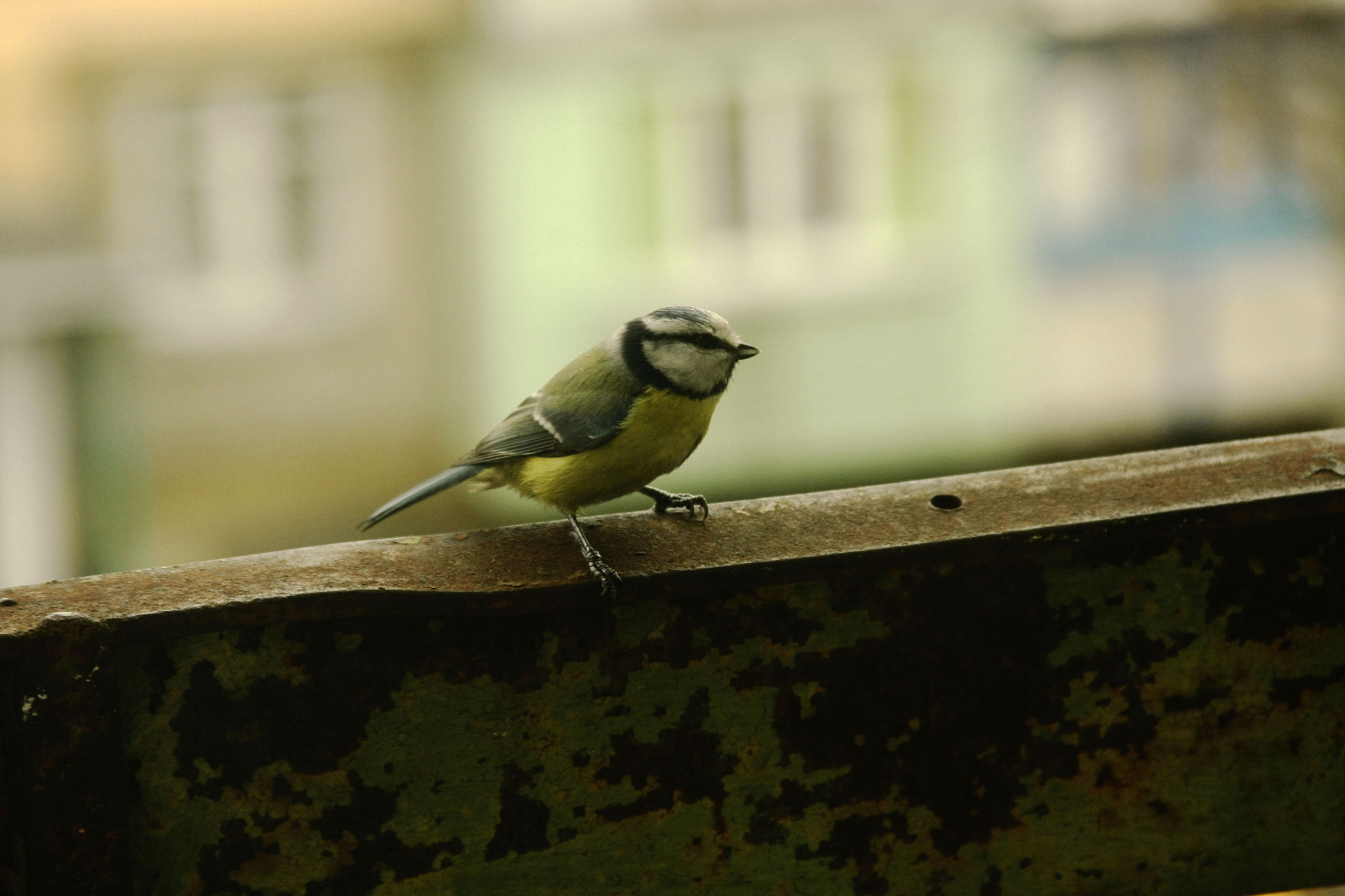 Canon EF 28-135mm F3.5-5.6 IS USM sample photo. Bird photography