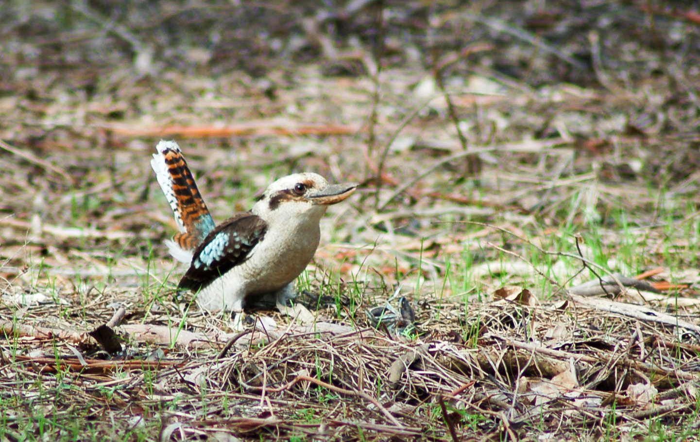 Nikon D50 + Tamron SP 70-300mm F4-5.6 Di VC USD sample photo. Unseen beauty of western australia photography