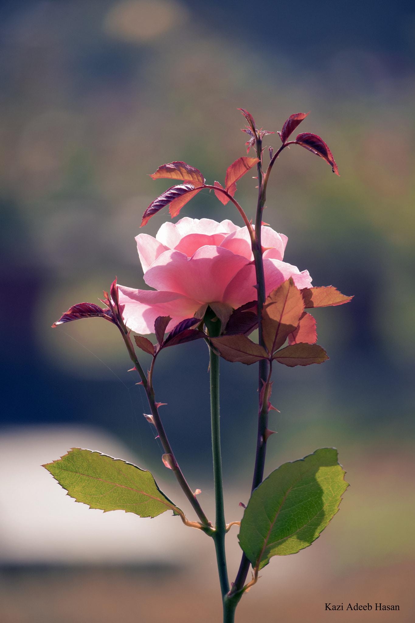 Canon EF-S 55-250mm F4-5.6 IS STM sample photo. New photography