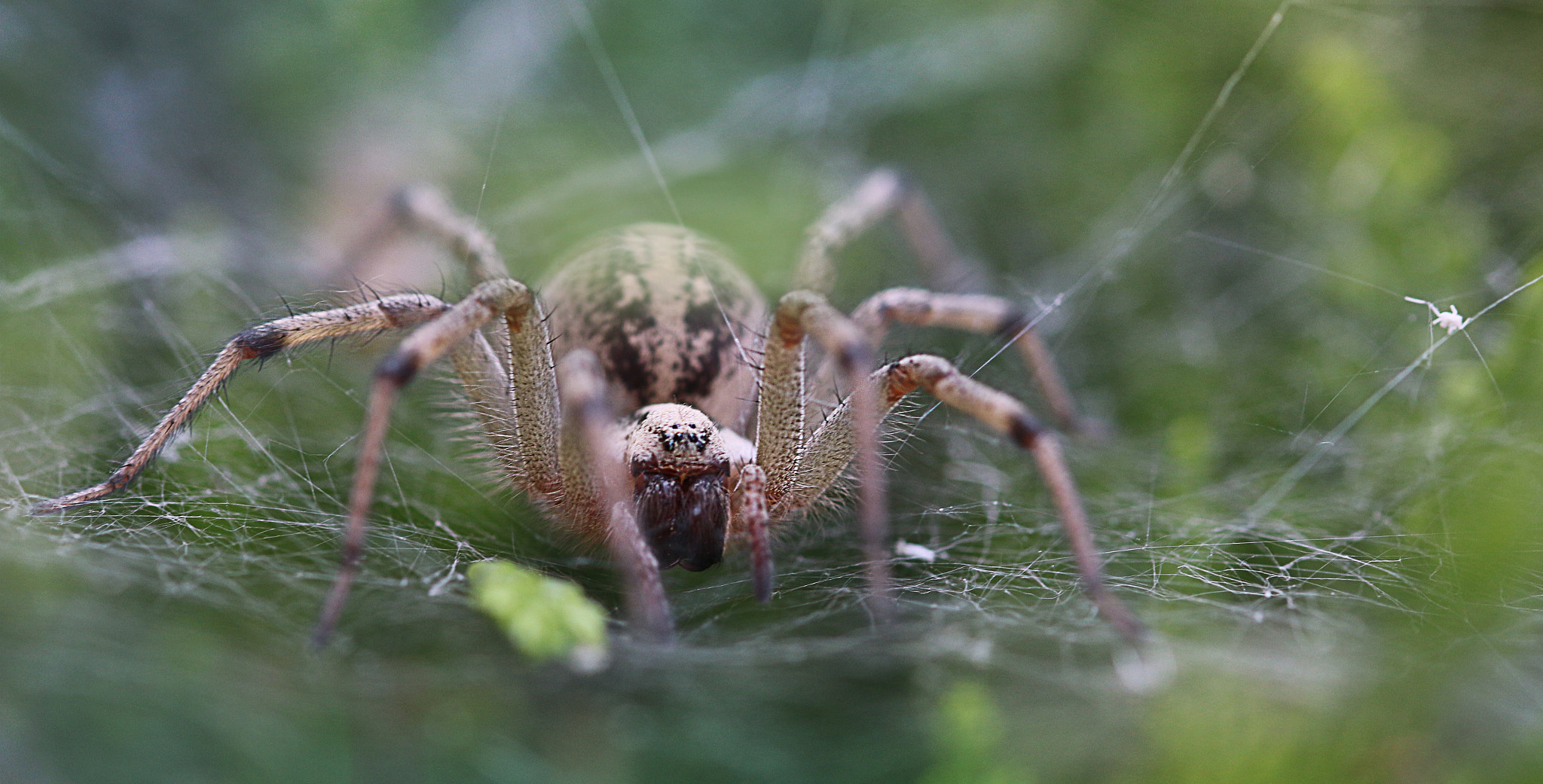 Canon EOS 70D + Sigma 105mm F2.8 EX DG OS HSM sample photo. Spider on it's web photography