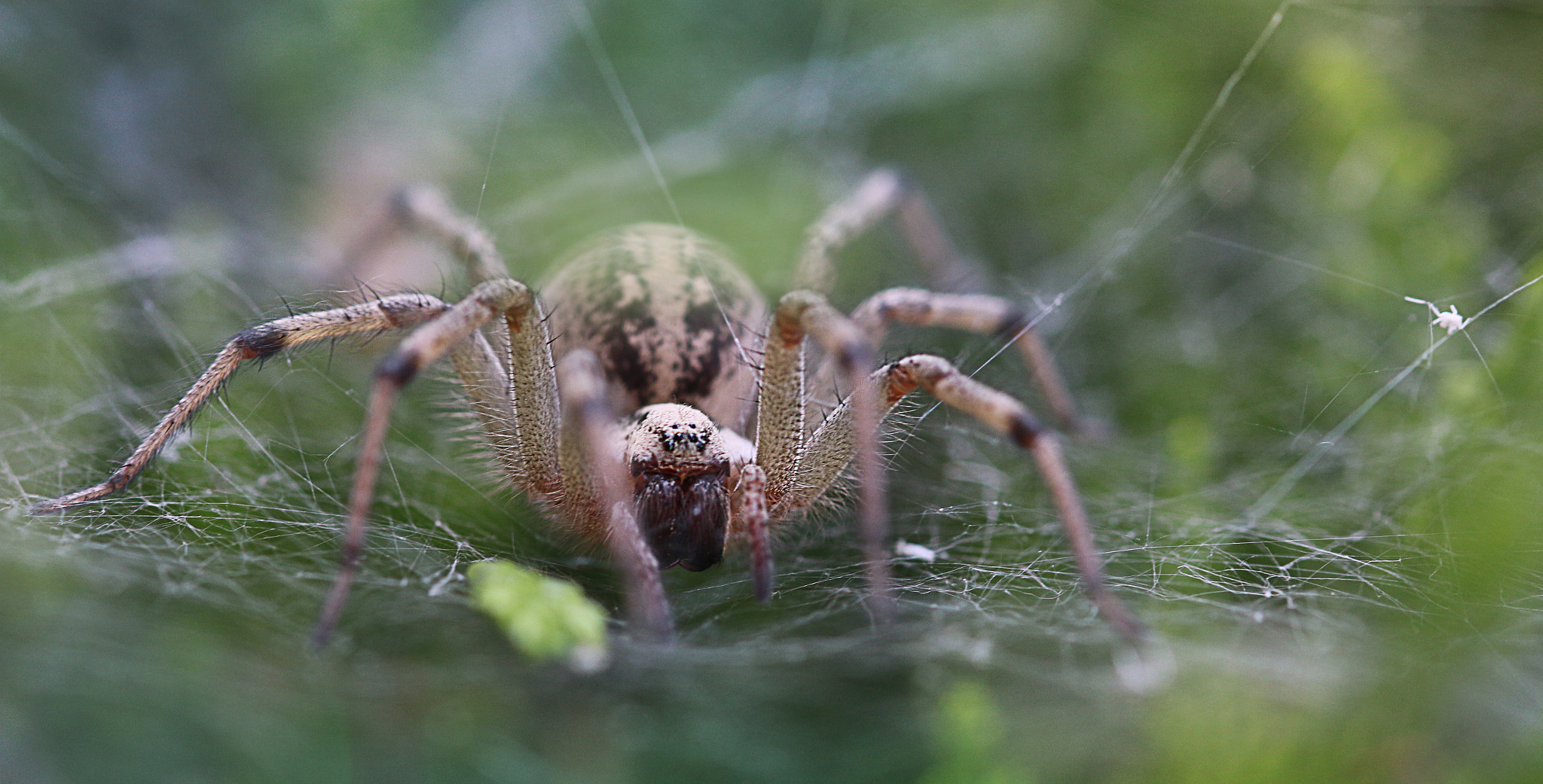 Sigma 105mm F2.8 EX DG OS HSM sample photo. Spider on it's web photography