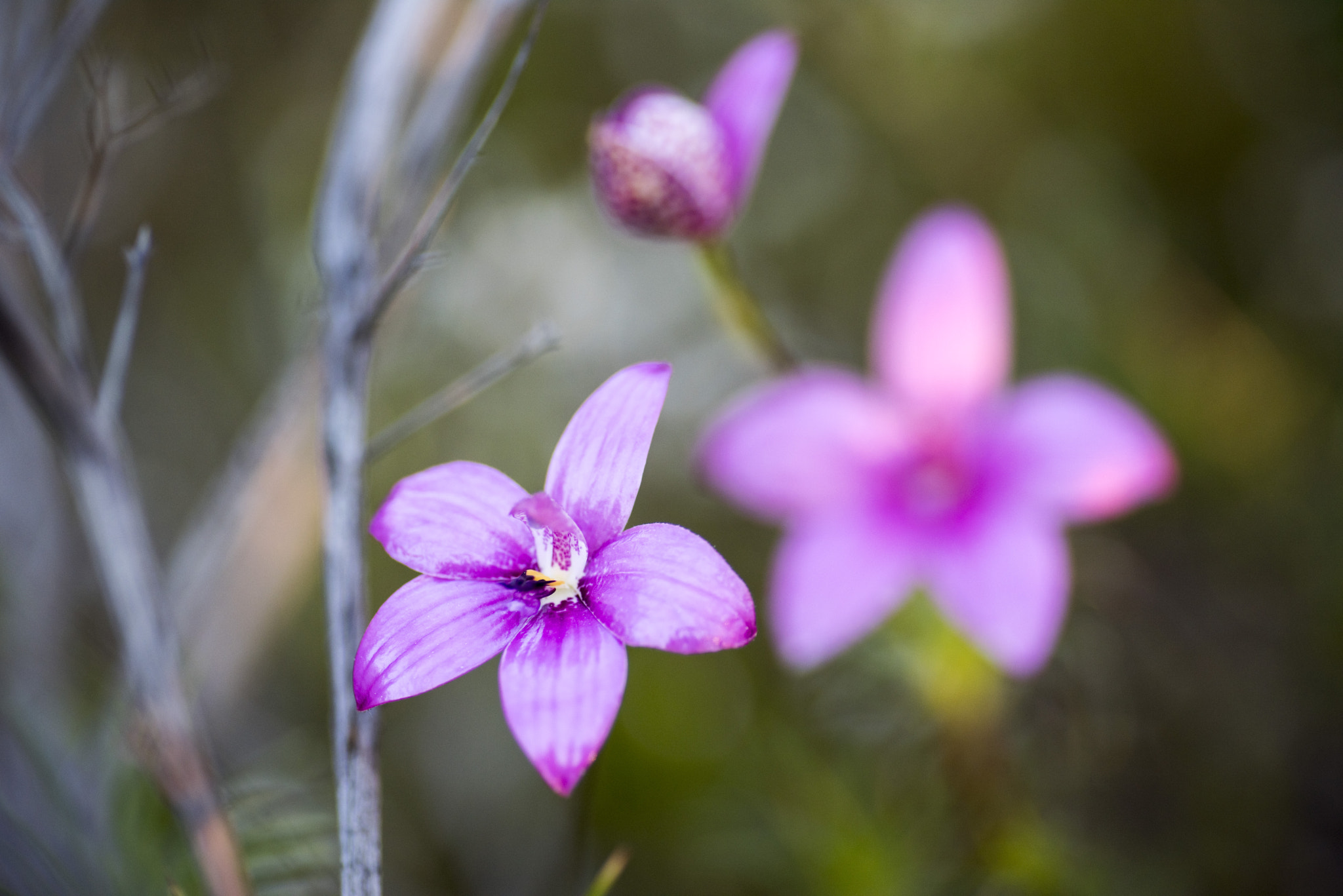 Nikon D810 sample photo. Unseen beauty of western australia photography