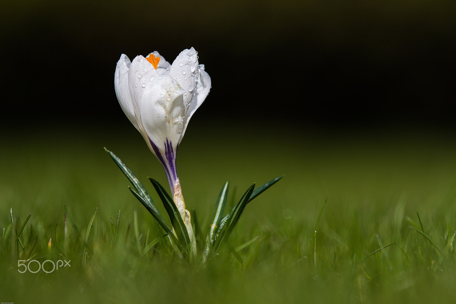 Canon EOS 650D (EOS Rebel T4i / EOS Kiss X6i) sample photo. Crocus photography
