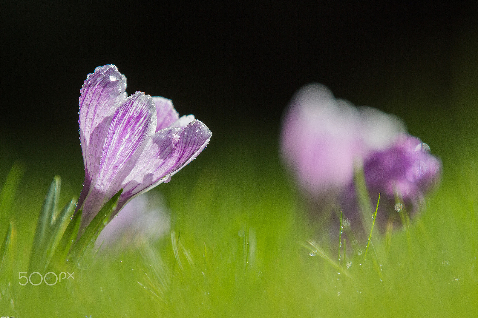 Canon EOS 650D (EOS Rebel T4i / EOS Kiss X6i) sample photo. Crocus photography
