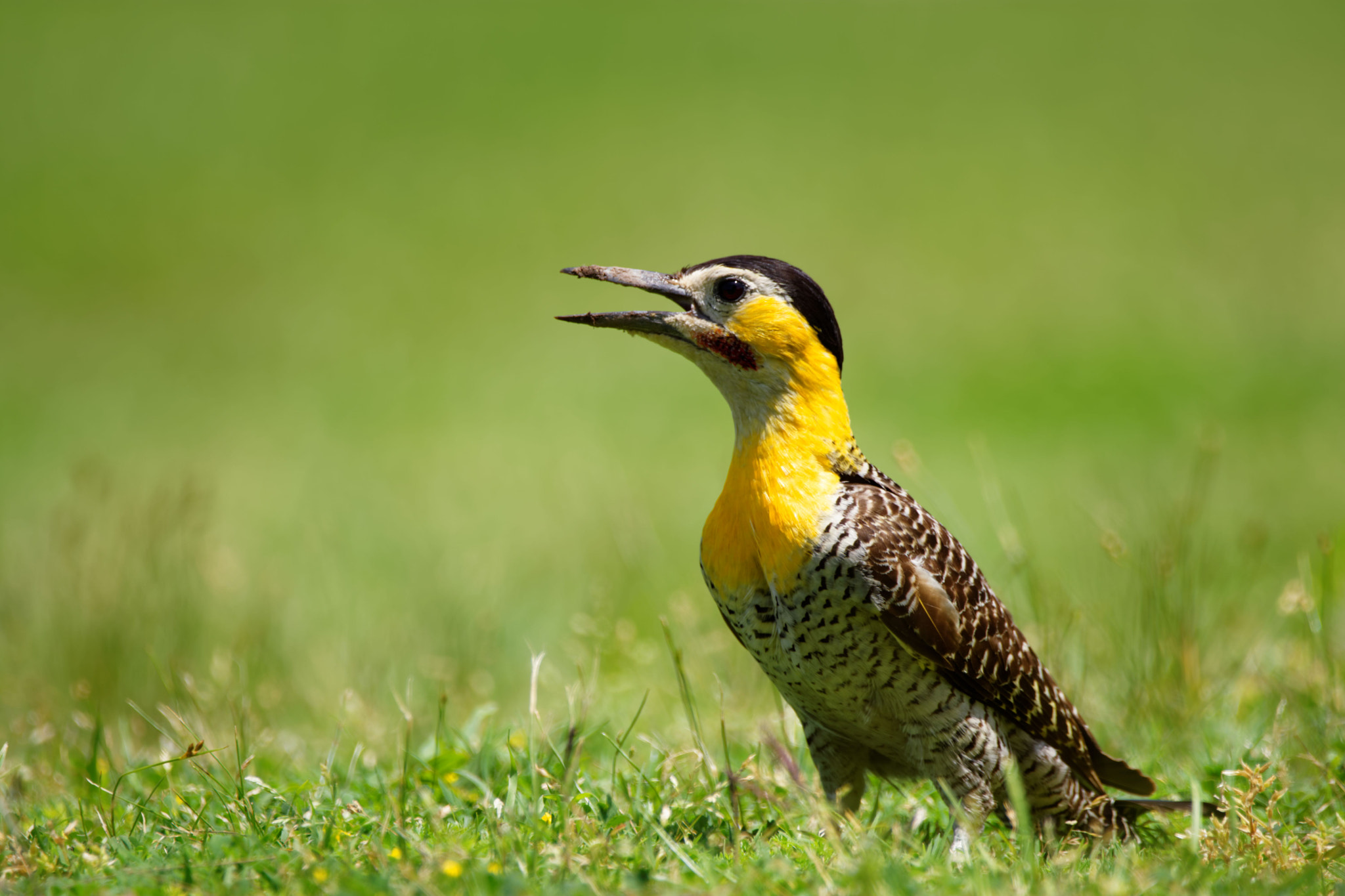 Sigma 150-600mm F5-6.3 DG OS HSM | C sample photo. Campo flicker photography