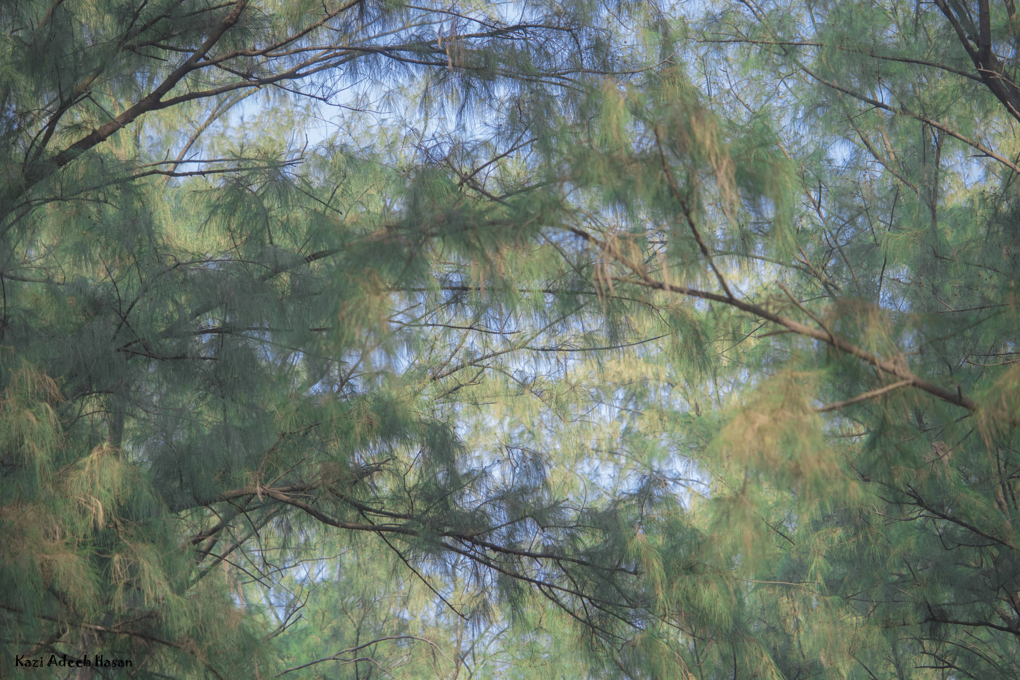Canon EF-S 55-250mm F4-5.6 IS STM sample photo. New photography