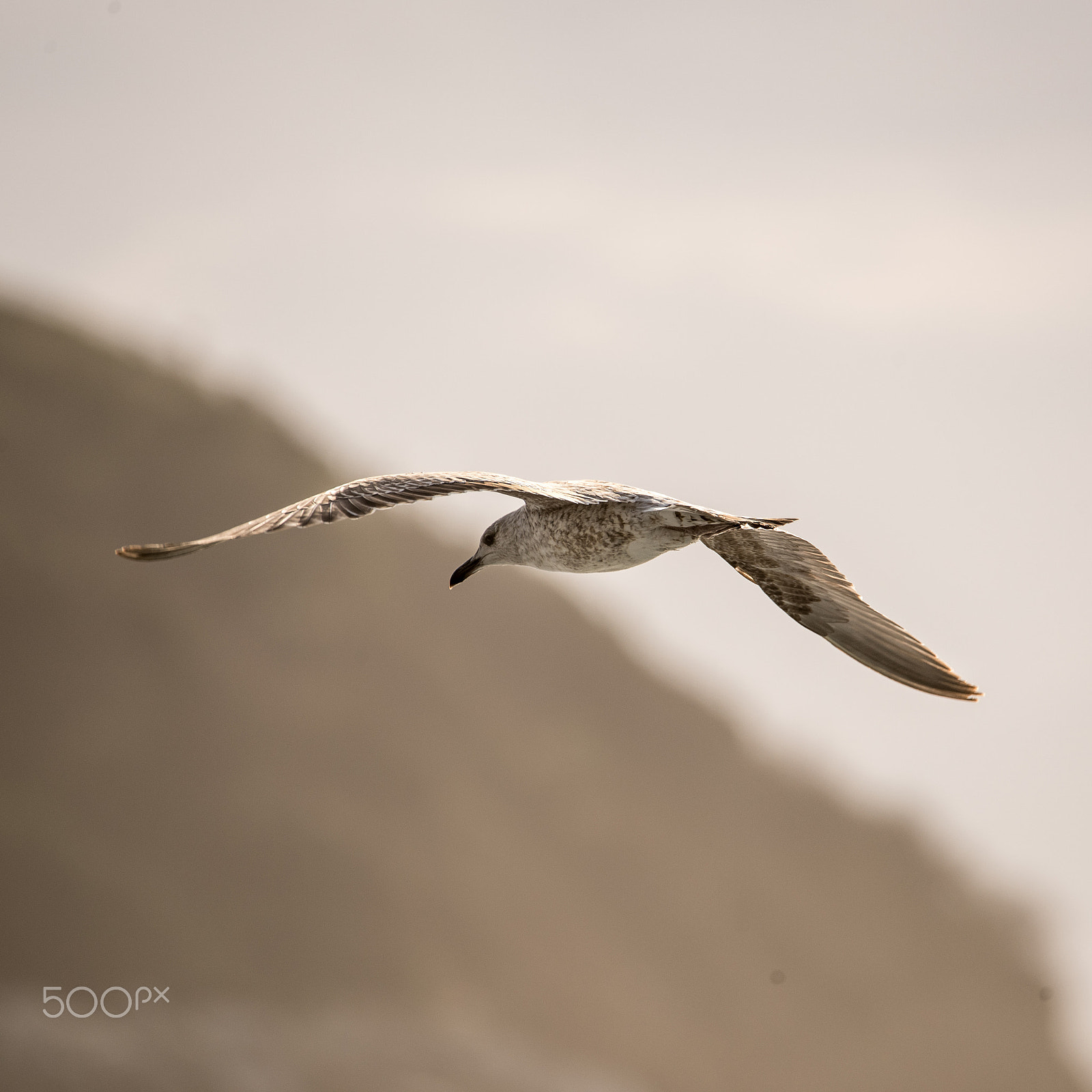Nikon D810 sample photo. Flying free photography