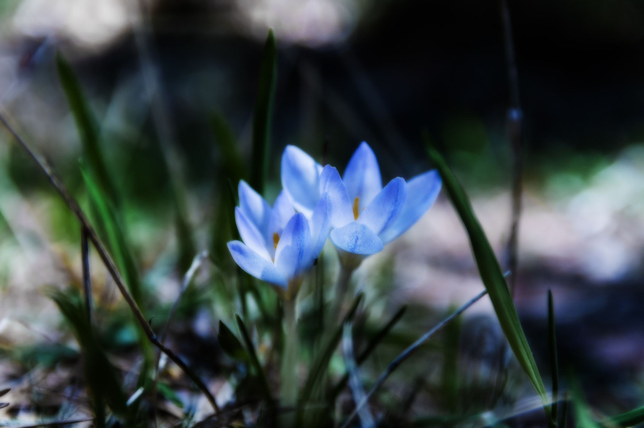 Sigma 17-50mm F2.8 EX DC OS HSM sample photo. Flor2556567 photography