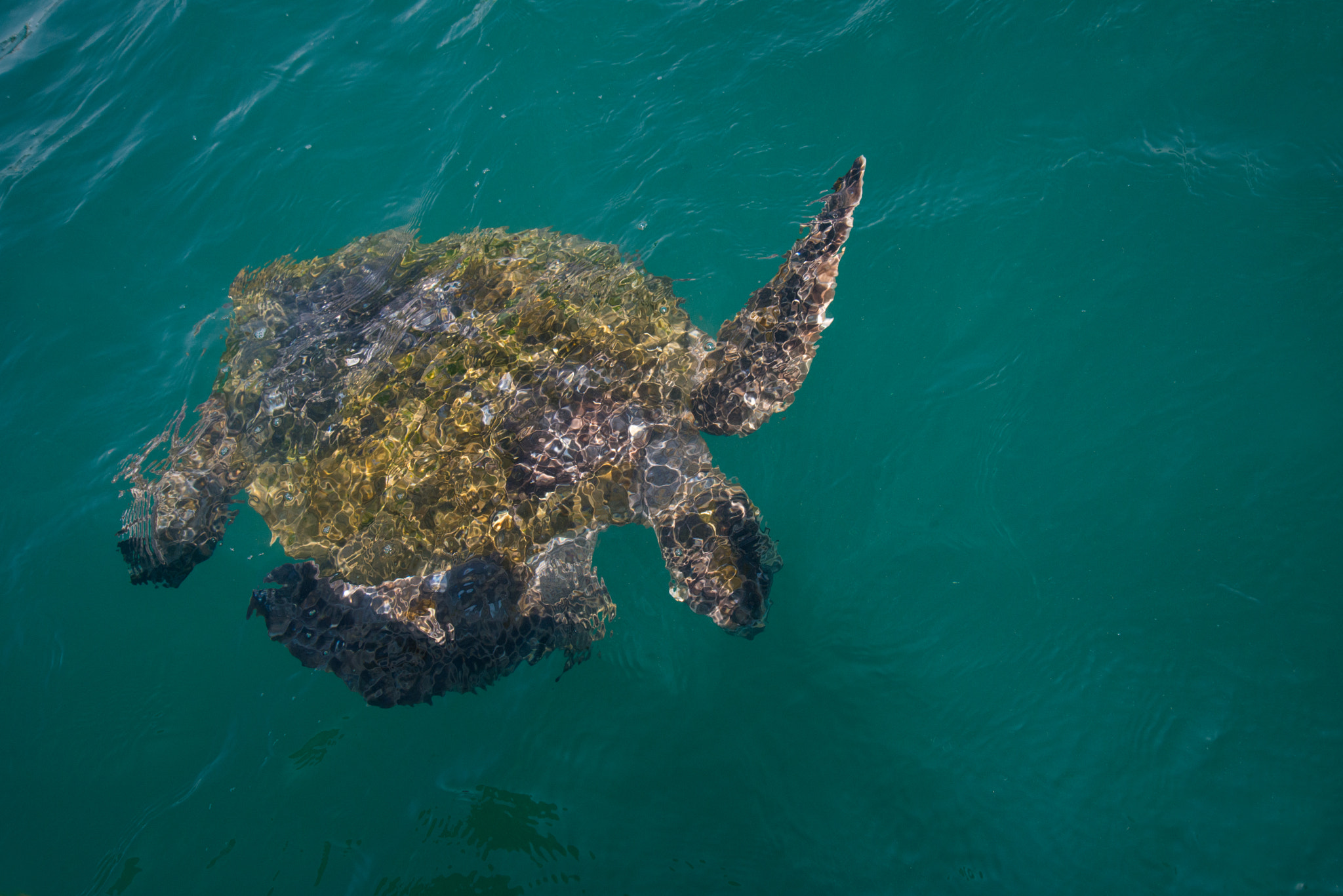 Nikon D800 sample photo. Tortuga marina. photography