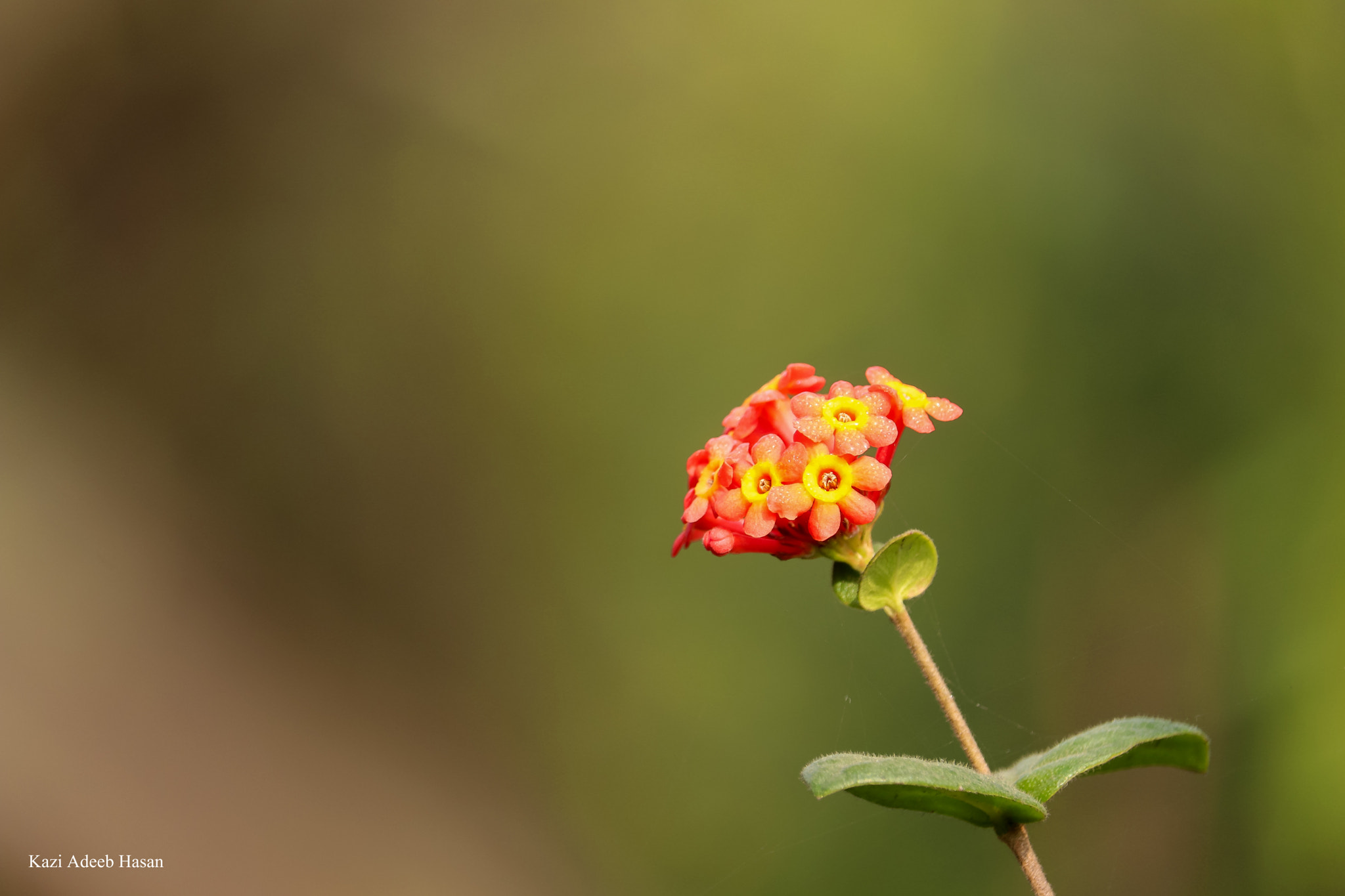 Canon EF-S 55-250mm F4-5.6 IS STM sample photo. New photography