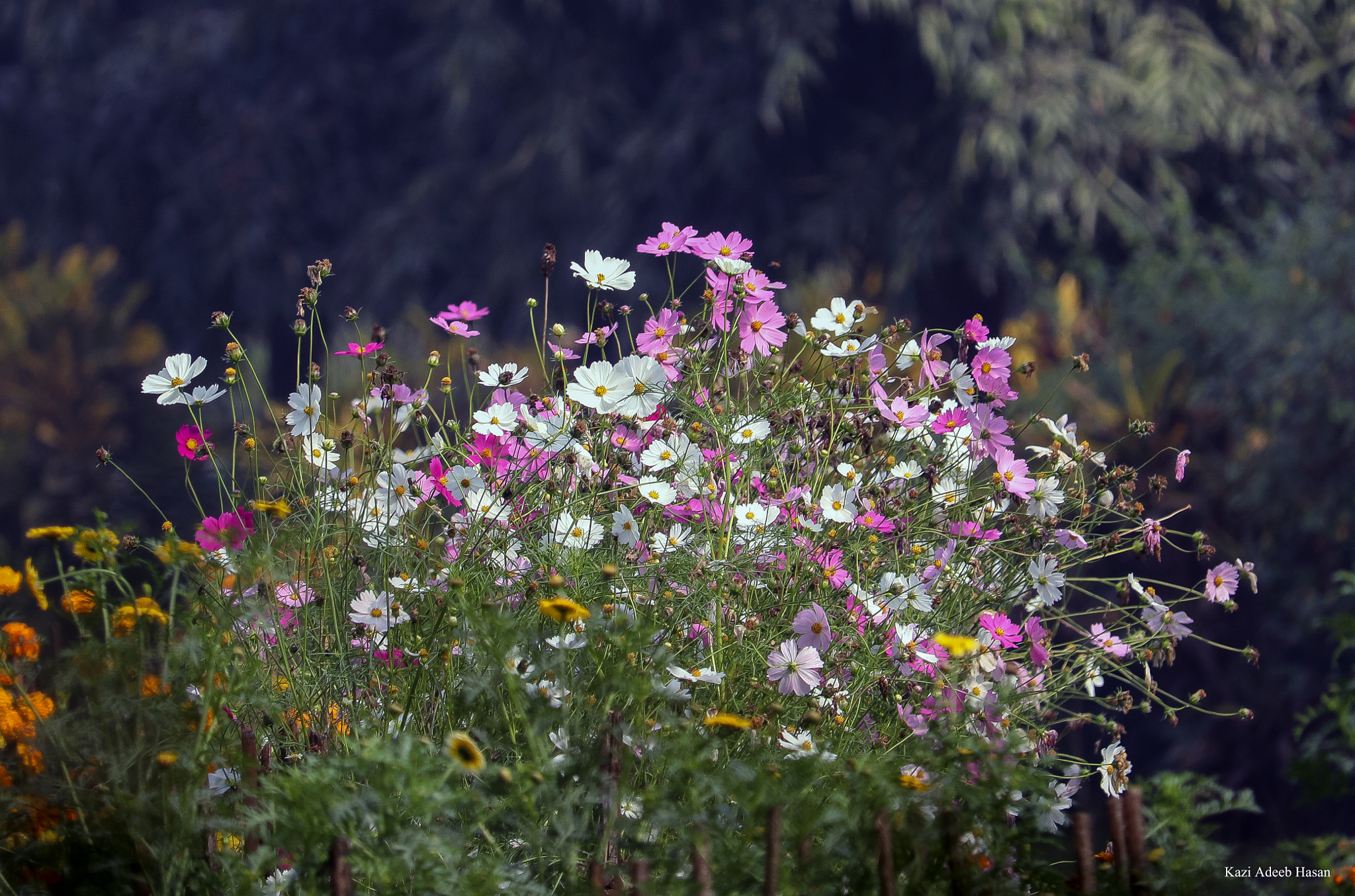 Canon EF-S 55-250mm F4-5.6 IS STM sample photo. New photography