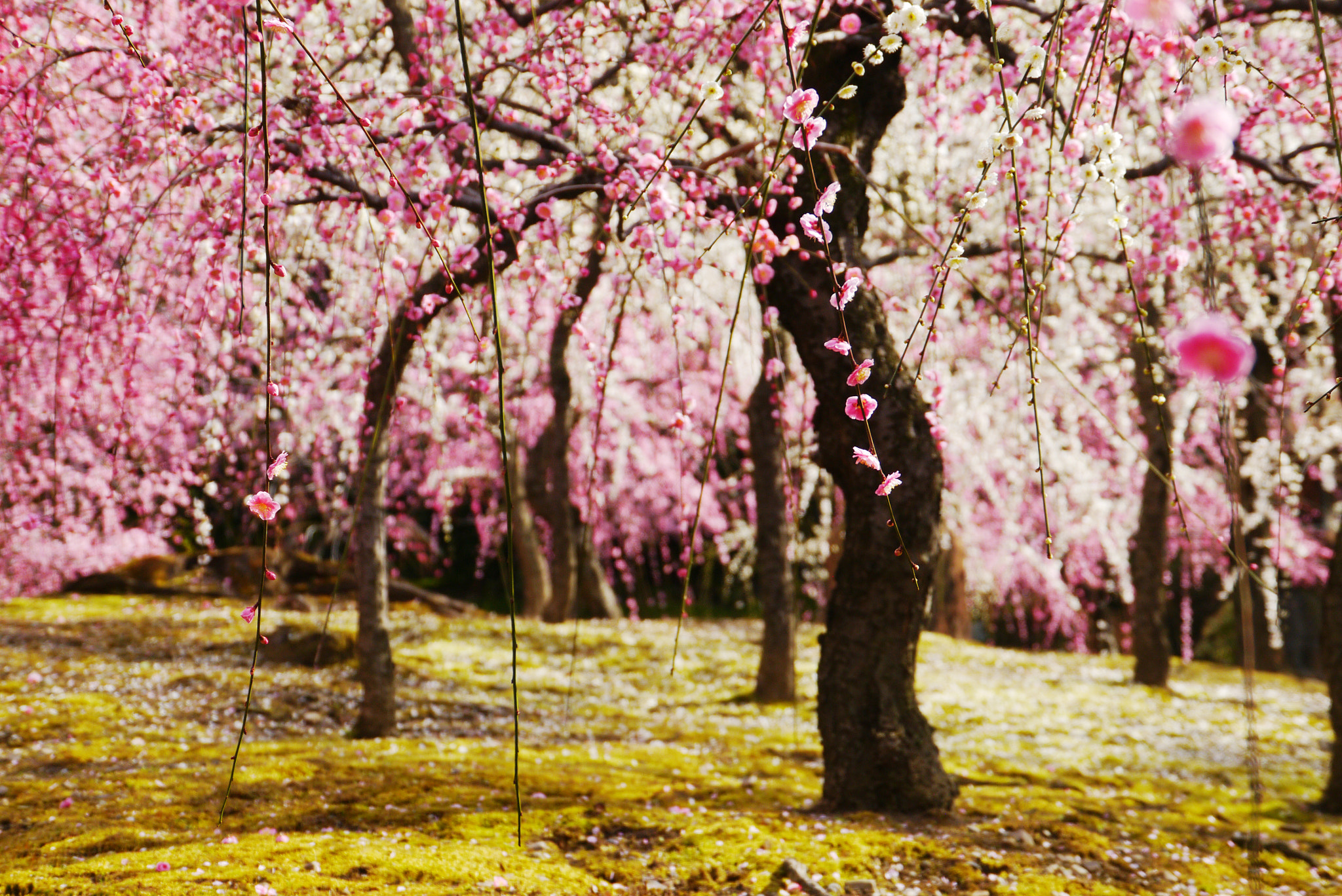 Panasonic Lumix DMC-GX1 + Panasonic Lumix G Vario HD 14-140mm F4-5.8 OIS sample photo. Spring in kyoto photography