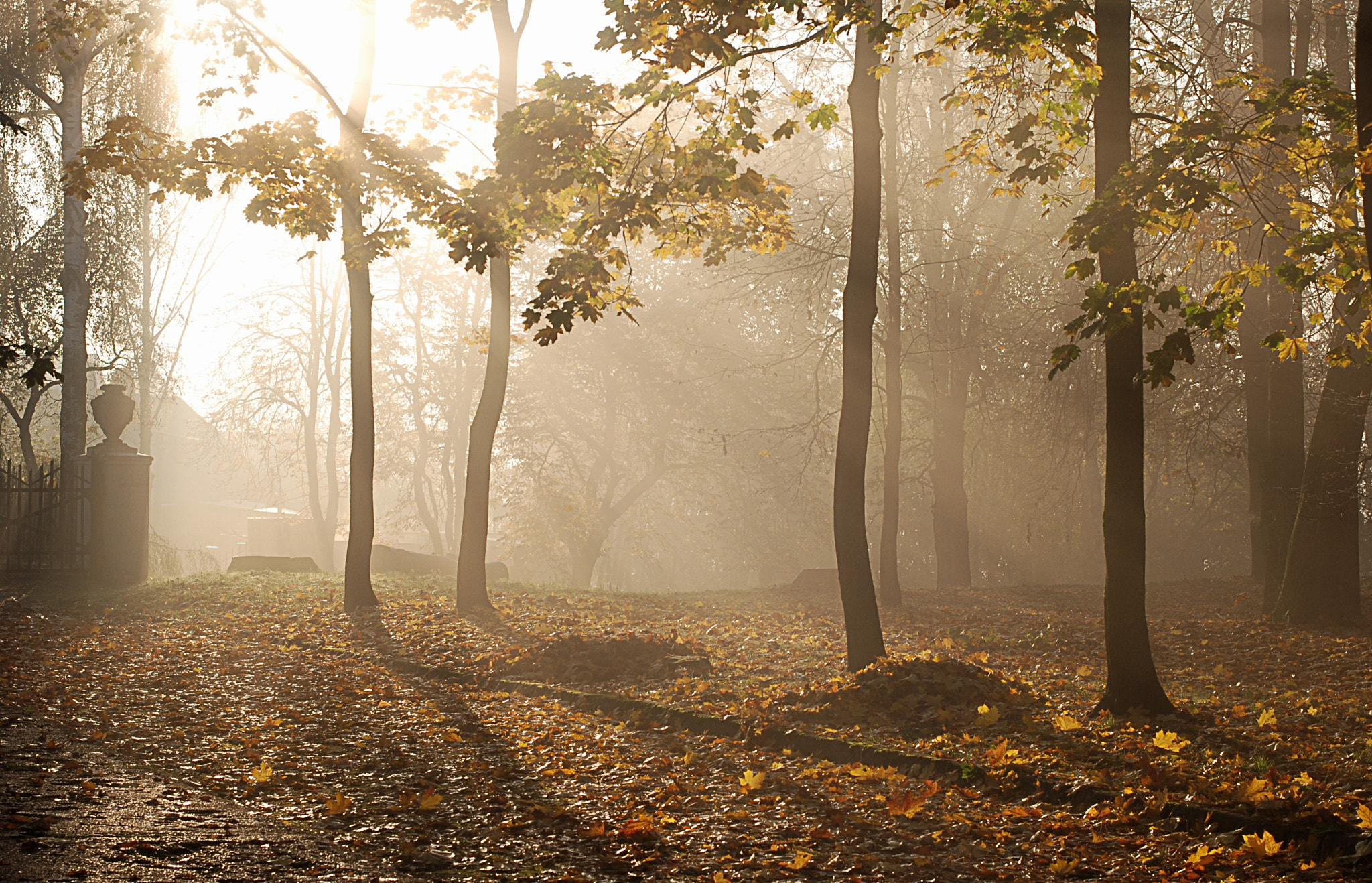 Nikon D80 + Nikon AF Nikkor 50mm F1.4D sample photo. Misty morning photography