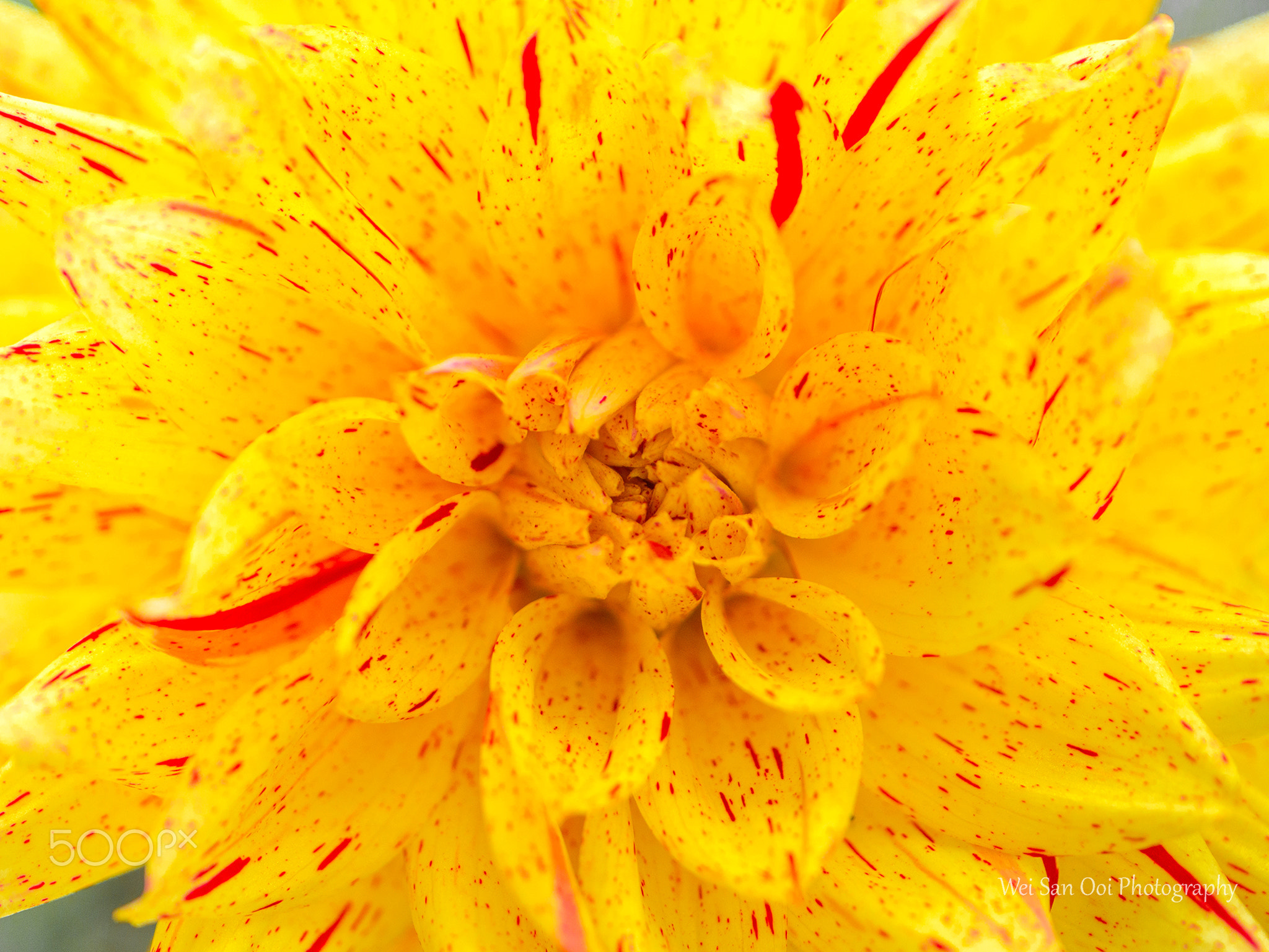 Dahlia