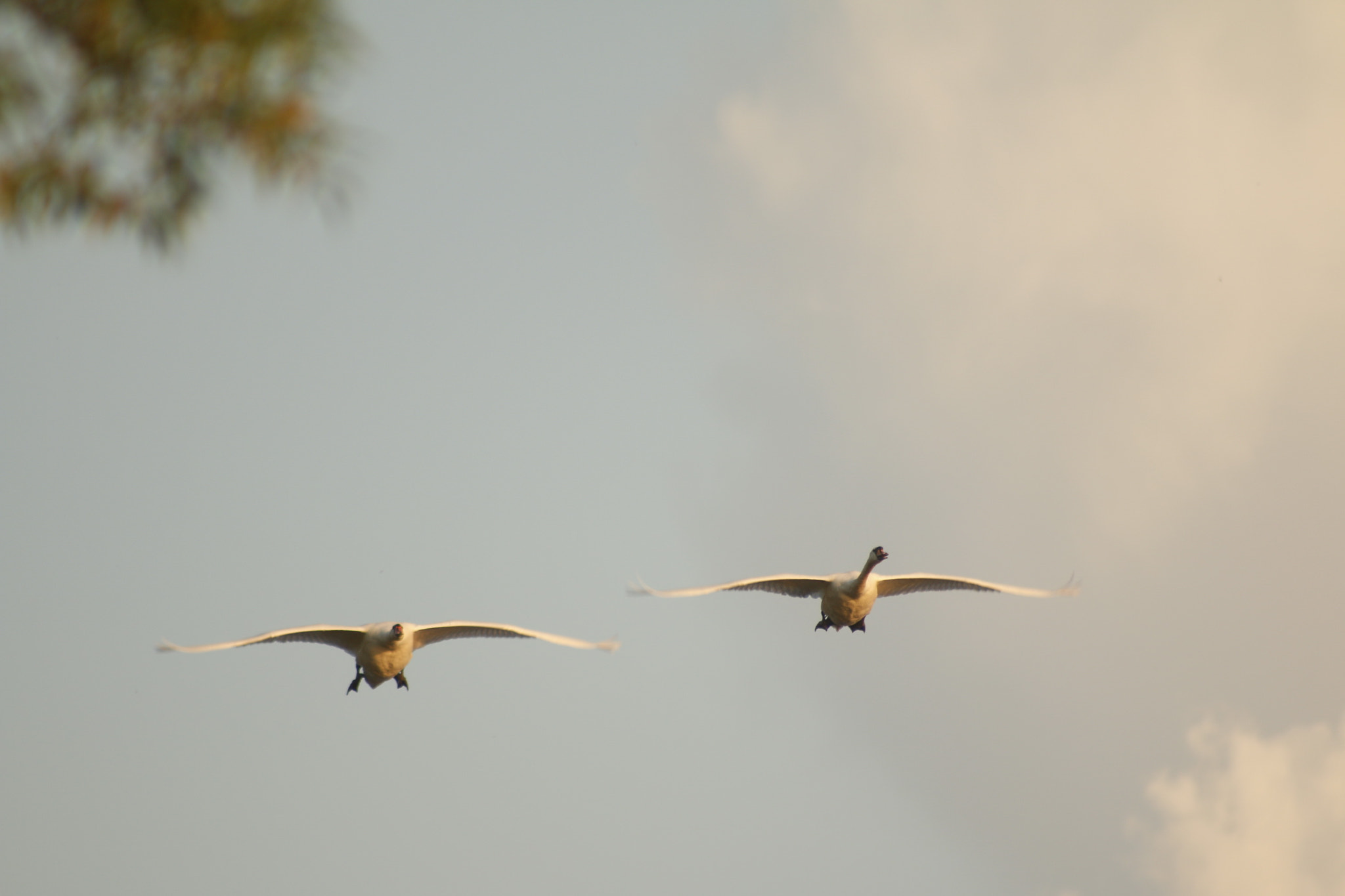 Canon EF 75-300mm f/4-5.6 USM sample photo. Mg photography