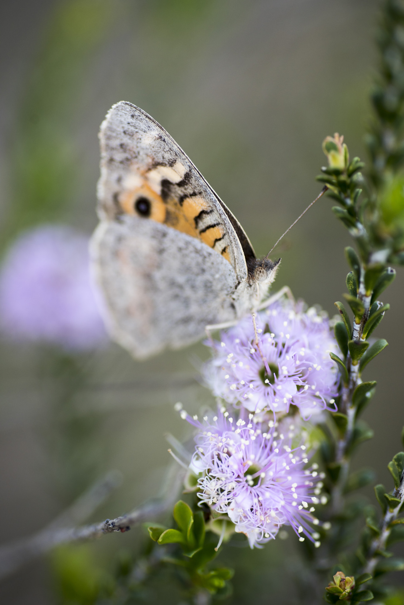 Nikon D810 sample photo. Unseen beauty of western australia photography