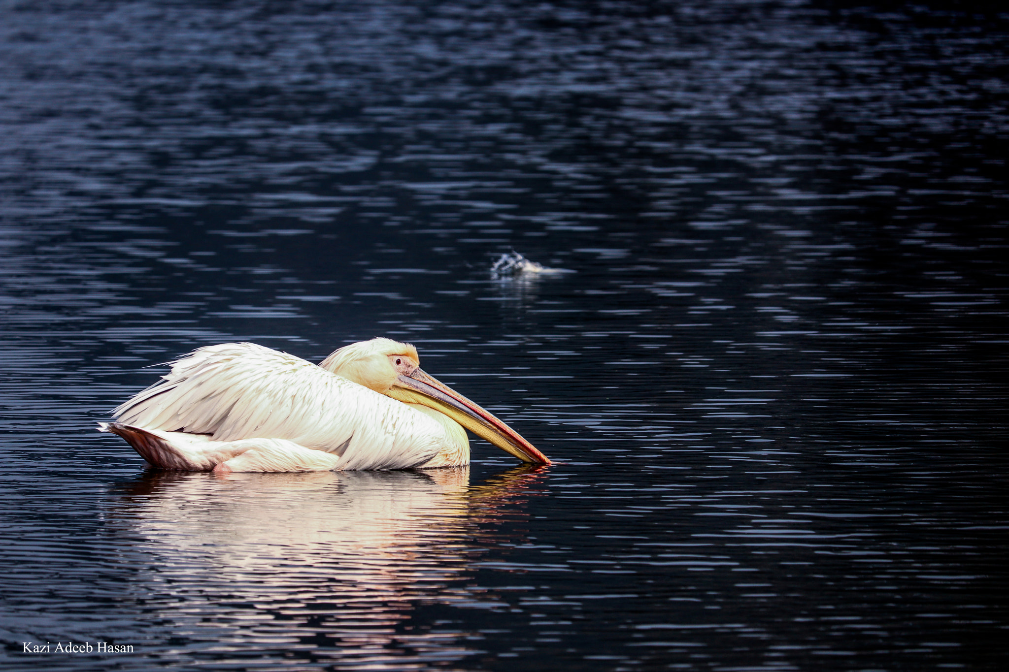 Canon EF-S 55-250mm F4-5.6 IS STM sample photo. New photography