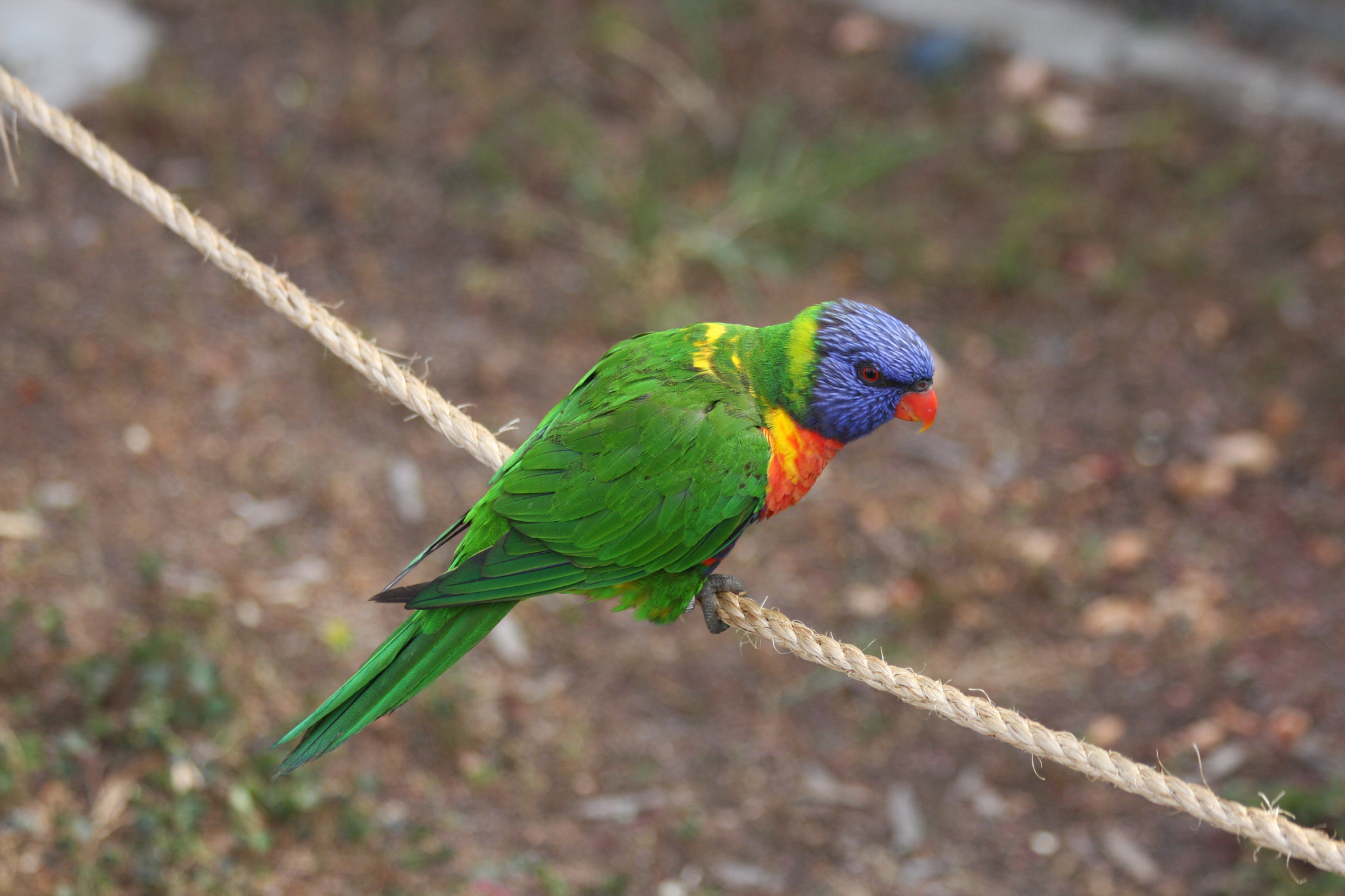 Canon EF 70-300mm F4-5.6 IS USM sample photo. Trichoglossus moluccanus photography