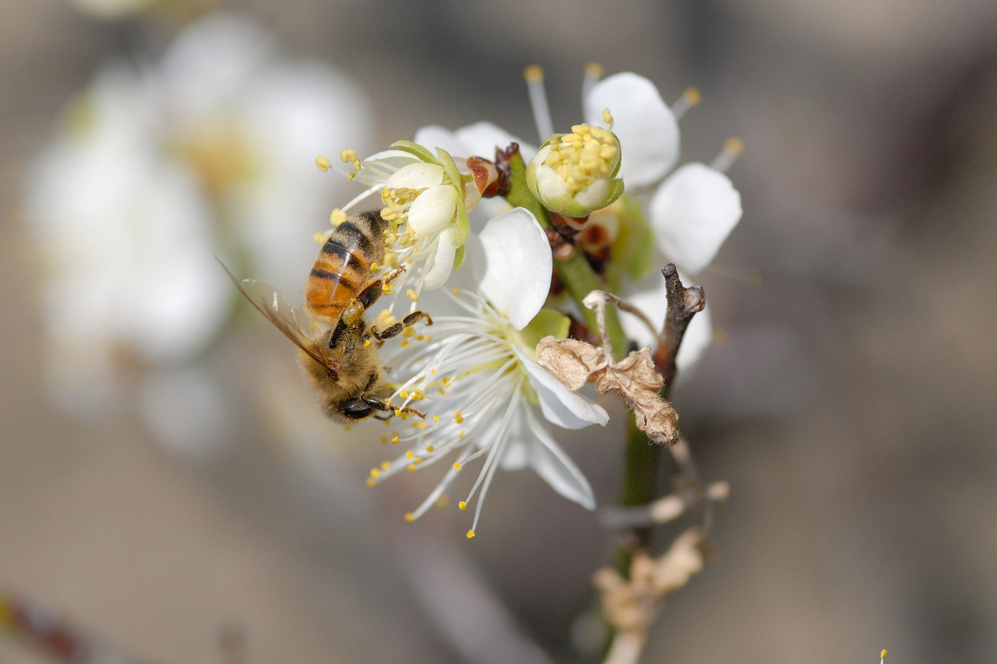 Nikon D200 sample photo. Bee photography