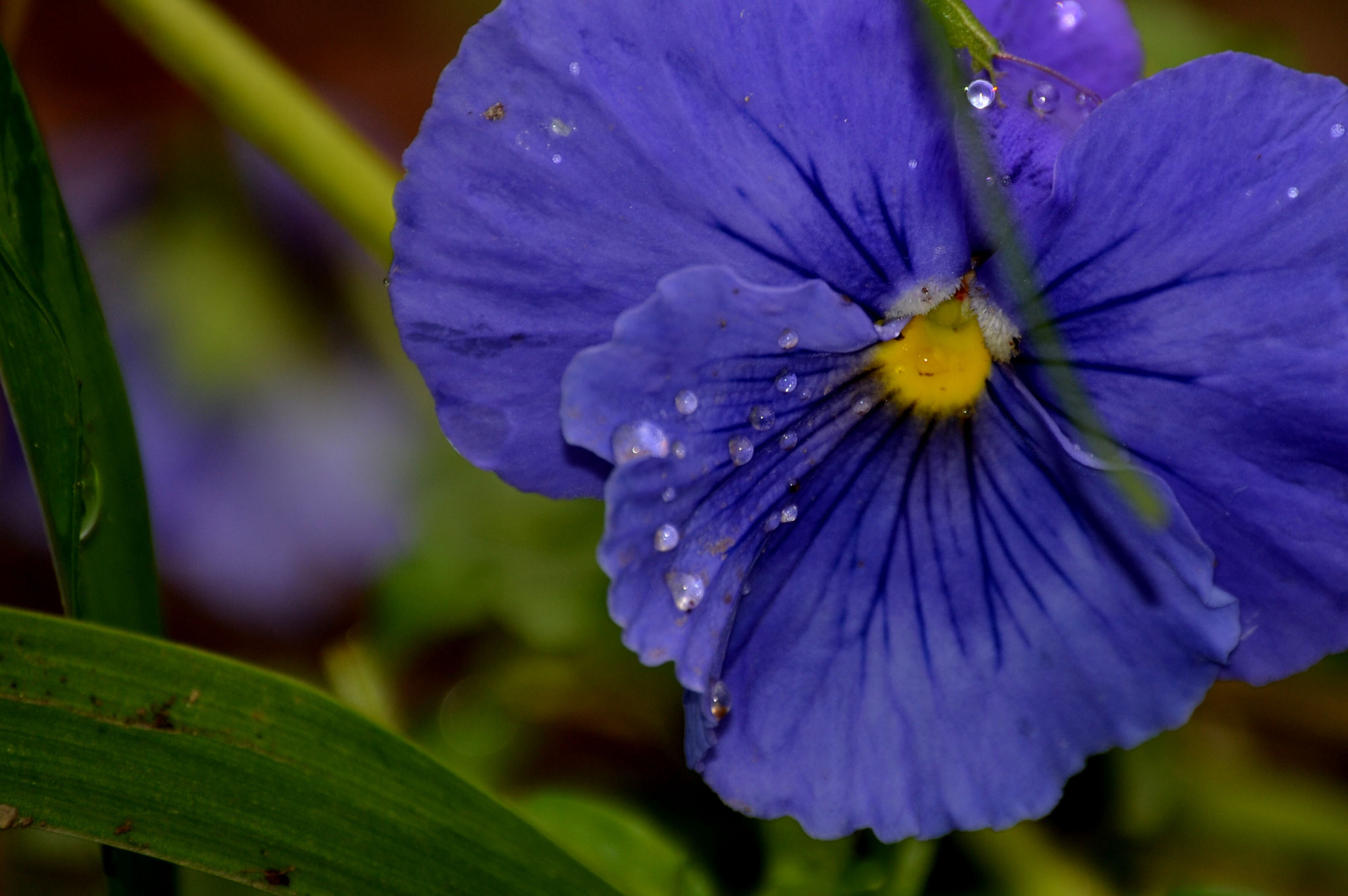Sigma 70-200mm F2.8 EX DG Macro HSM II sample photo. Chipinque n.l. photography