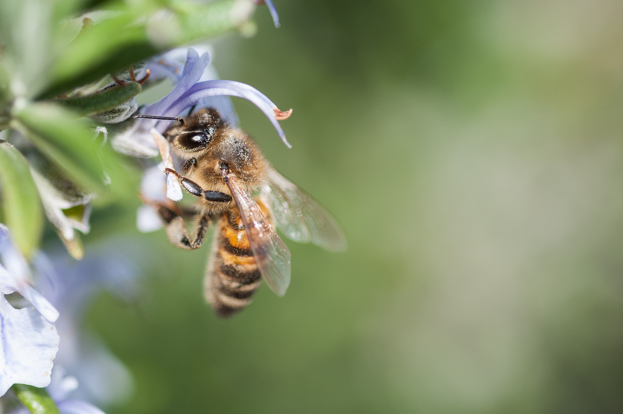 Sigma 105mm F2.8 EX DG OS HSM sample photo. Ape photography