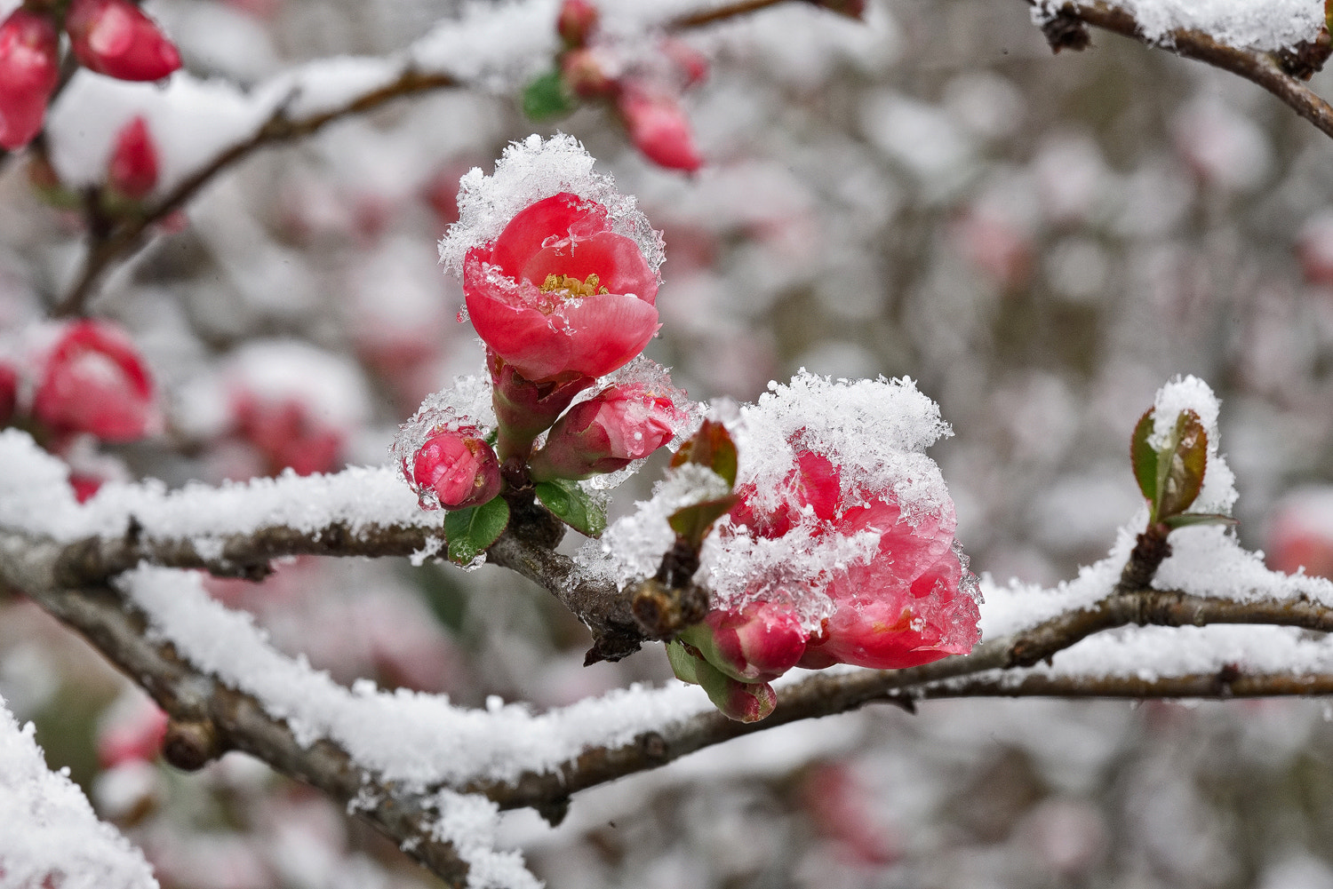 100mm F2.8 SSM sample photo. Fire bush and ice photography