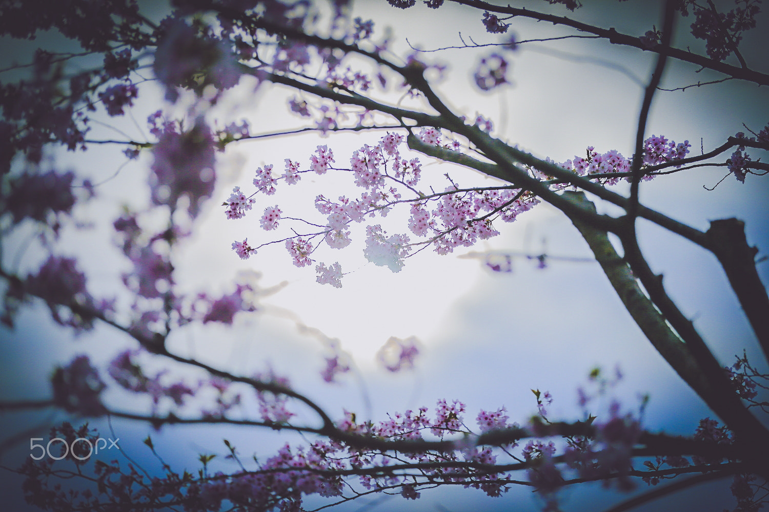 Canon EOS-1D X sample photo. Cherry blossoms in the morning photography