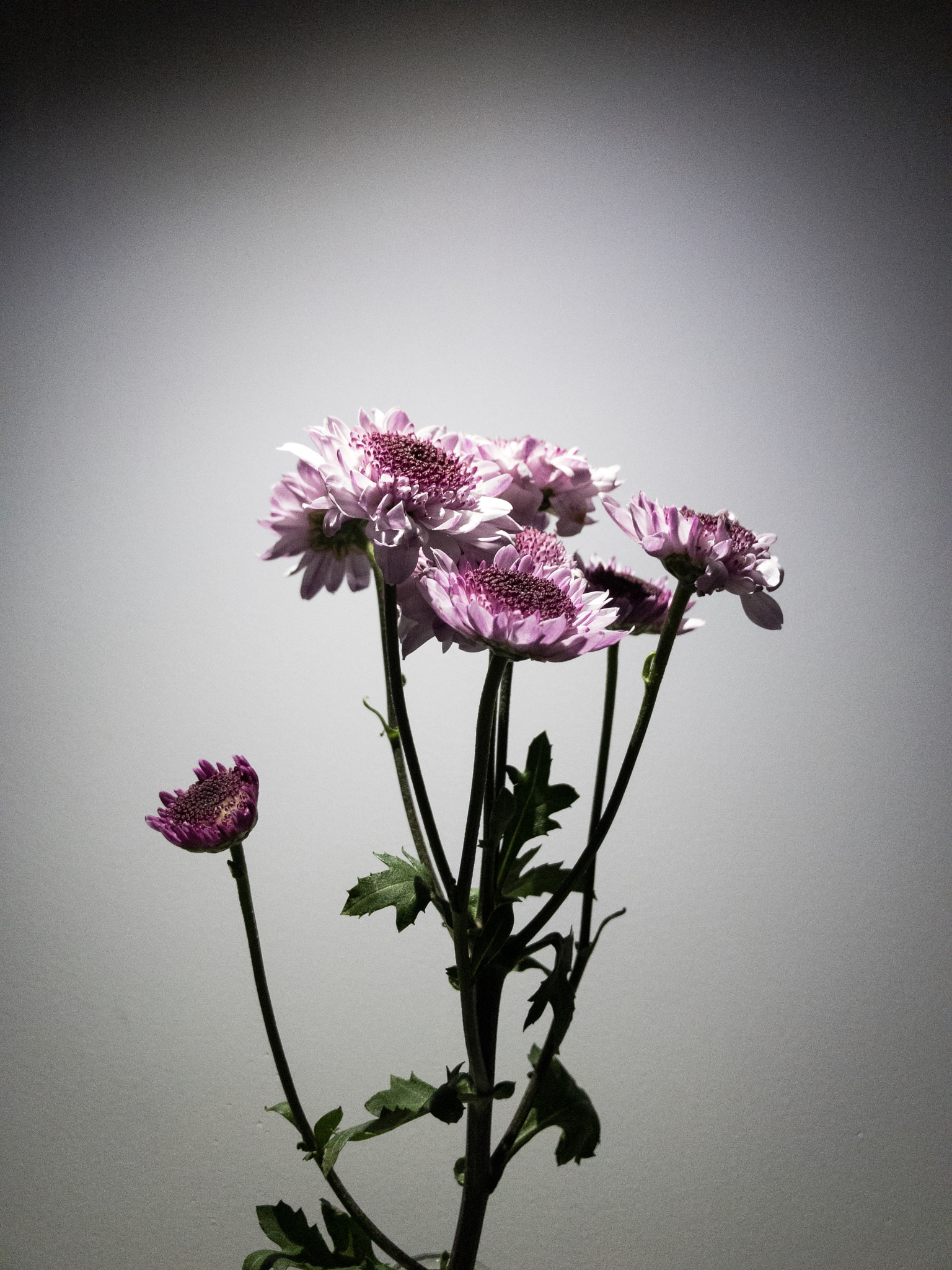 iPhone 7 Plus back camera 3.99mm f/1.8 sample photo