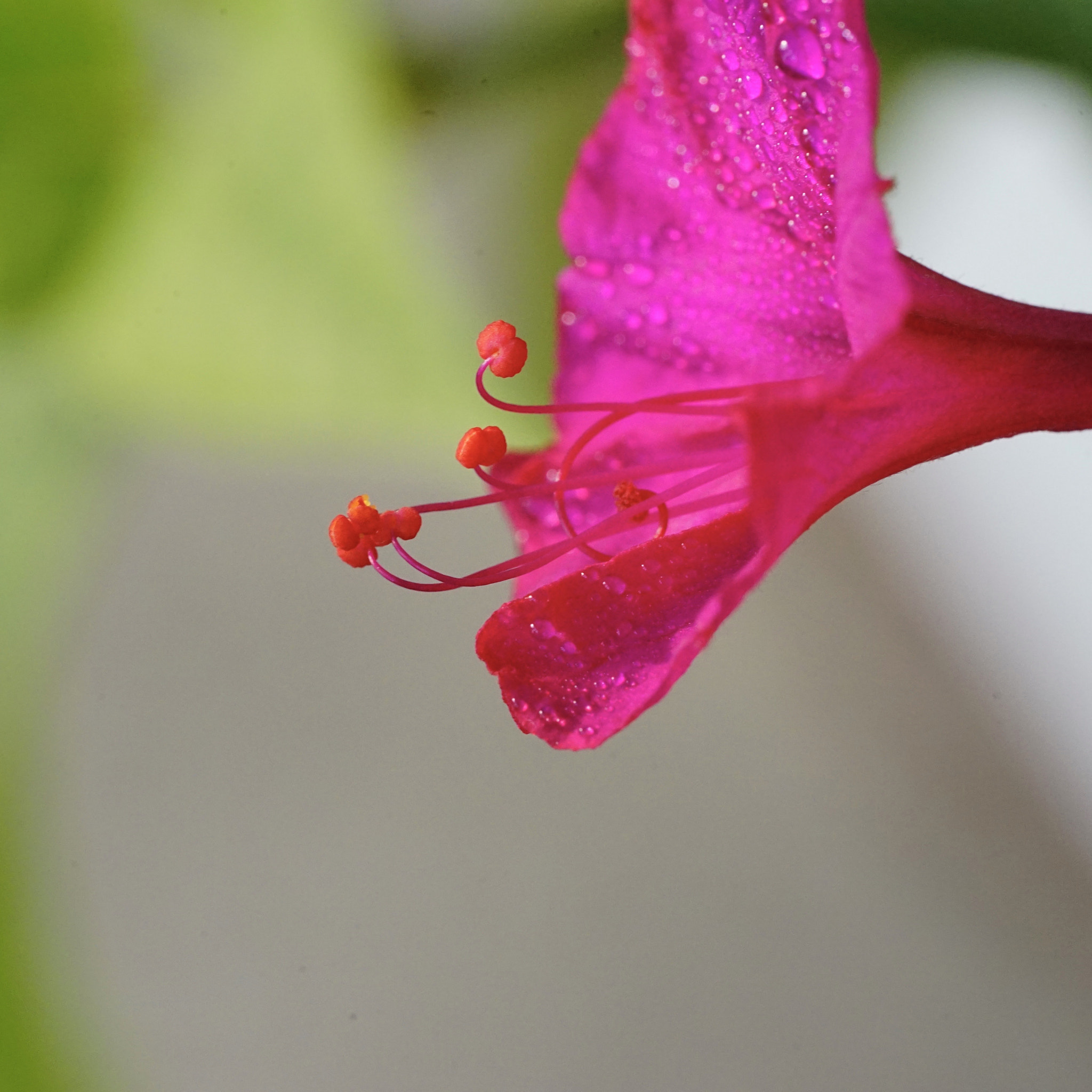 Sony a7 II + Sony FE 90mm F2.8 Macro G OSS sample photo. 花芯 photography