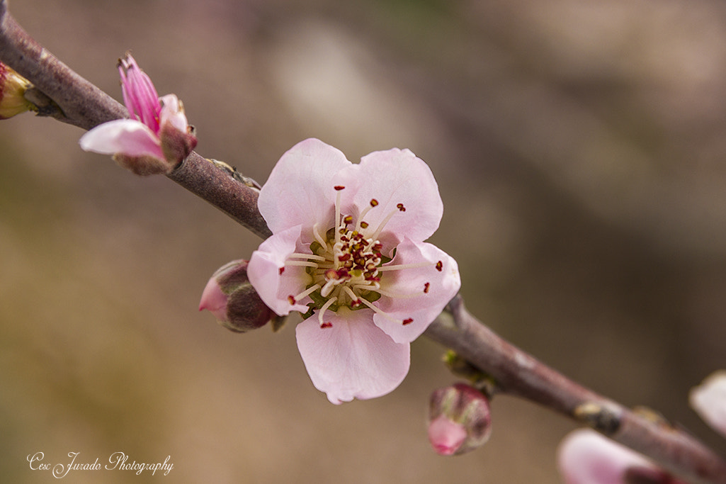 Canon EF-S 17-85mm F4-5.6 IS USM sample photo. Llega la primavera photography