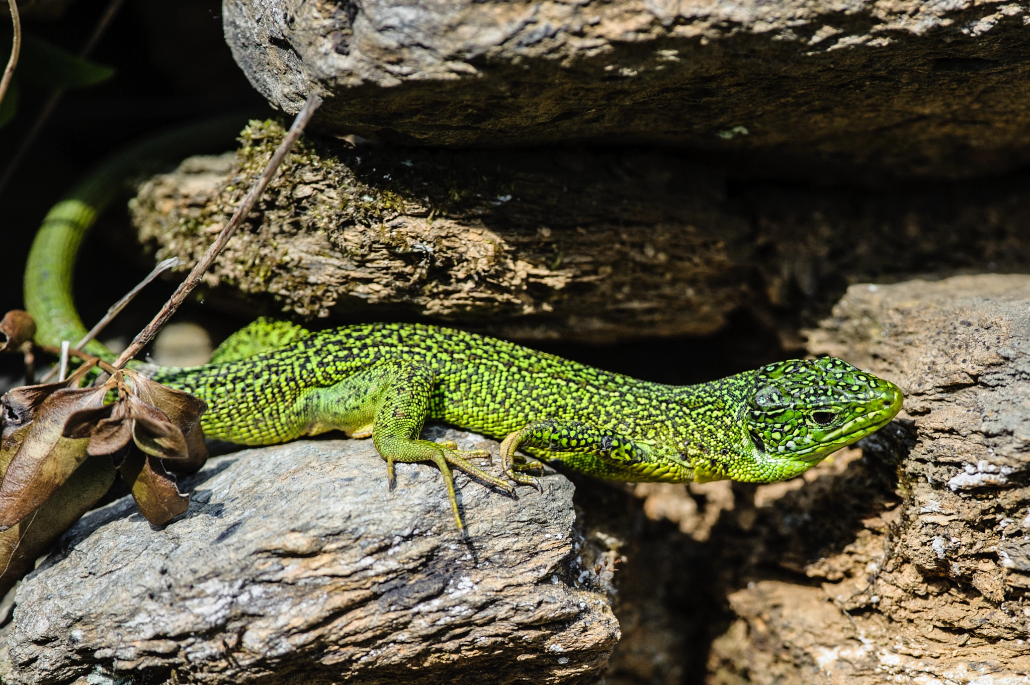 Nikon D700 + Nikon AF-S Nikkor 300mm F4D ED-IF sample photo. European green lizard photography