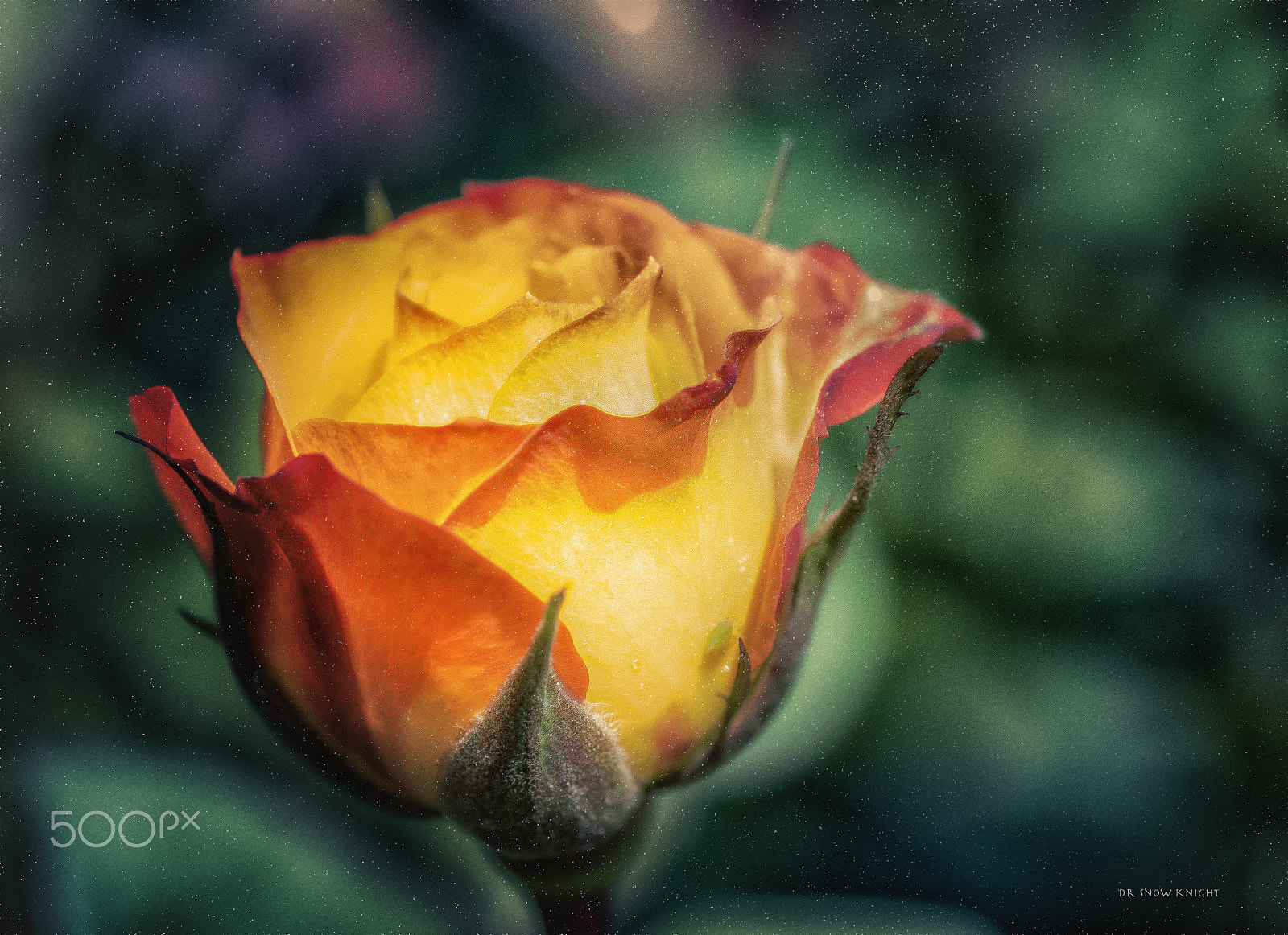 Nikon D5500 sample photo. Macro photography