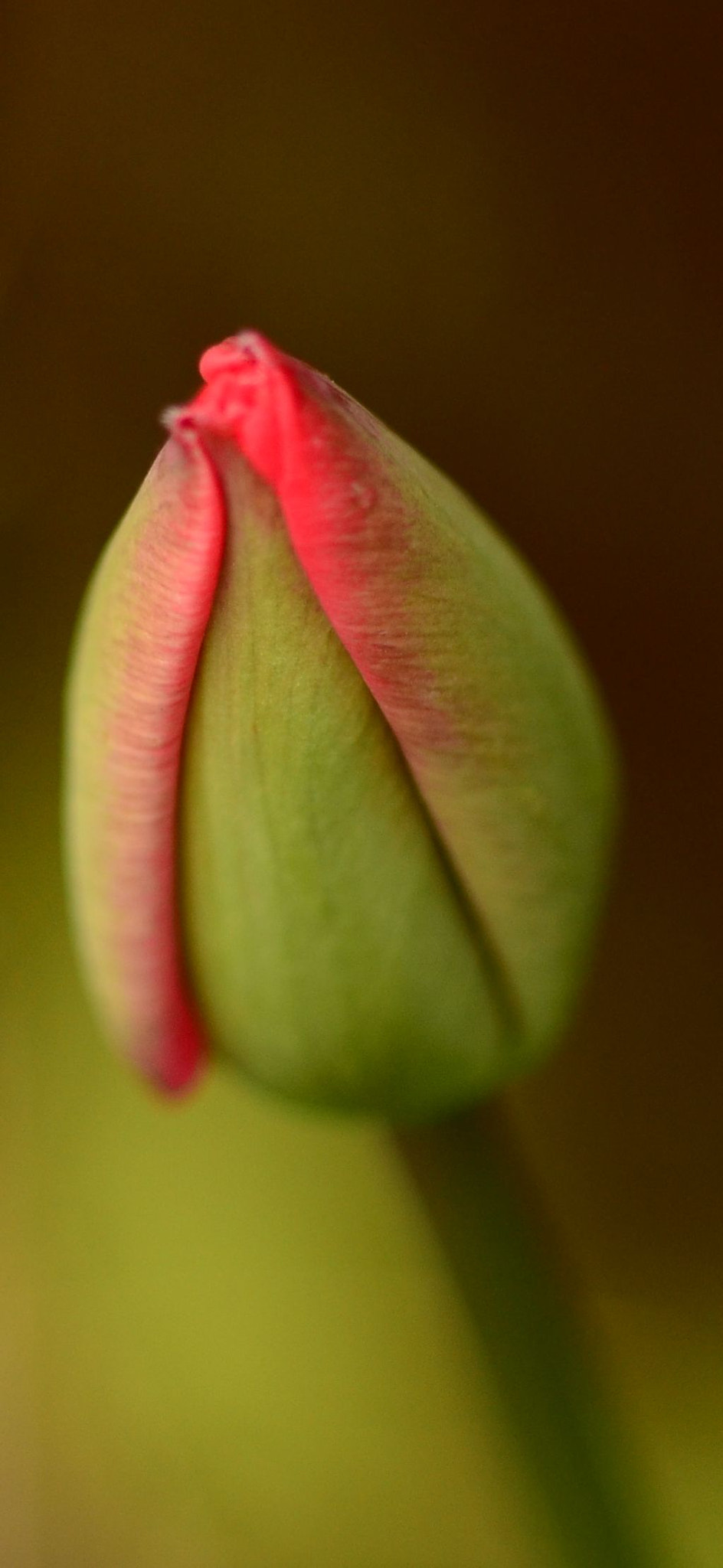 Nikon D7000 + Sigma 105mm F2.8 EX DG Macro sample photo. Tulip bud photography
