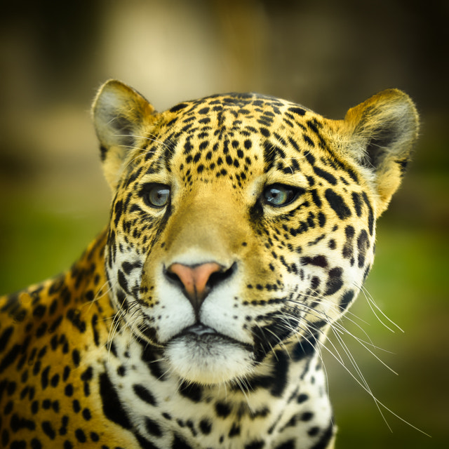 Nikon D4 sample photo. Frankie close up photography