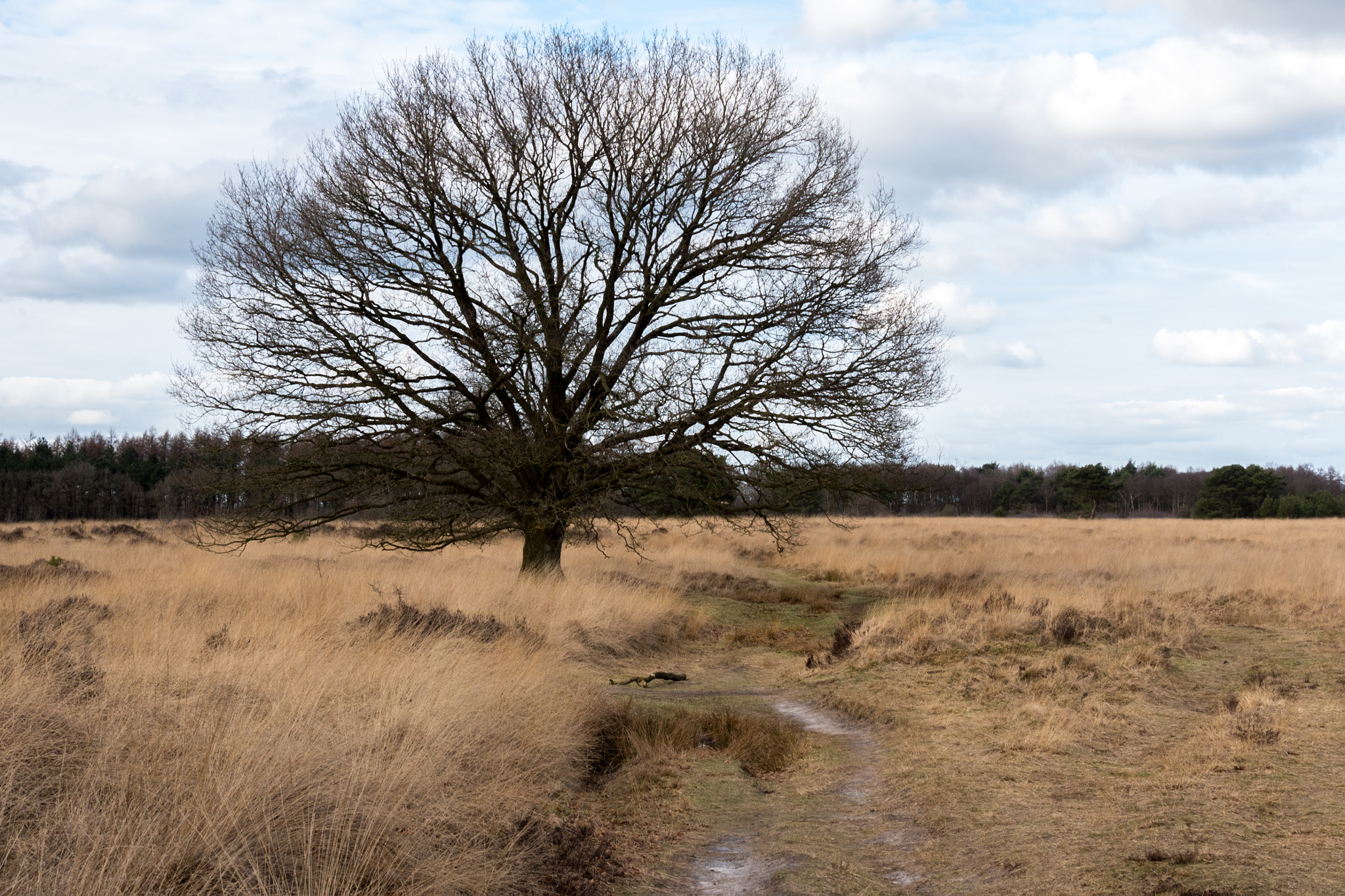 Panasonic Lumix DMC-GH4 + Panasonic Lumix G Vario 14-140mm F3.5-5.6 ASPH Power O.I.S sample photo. Tree in moorland photography