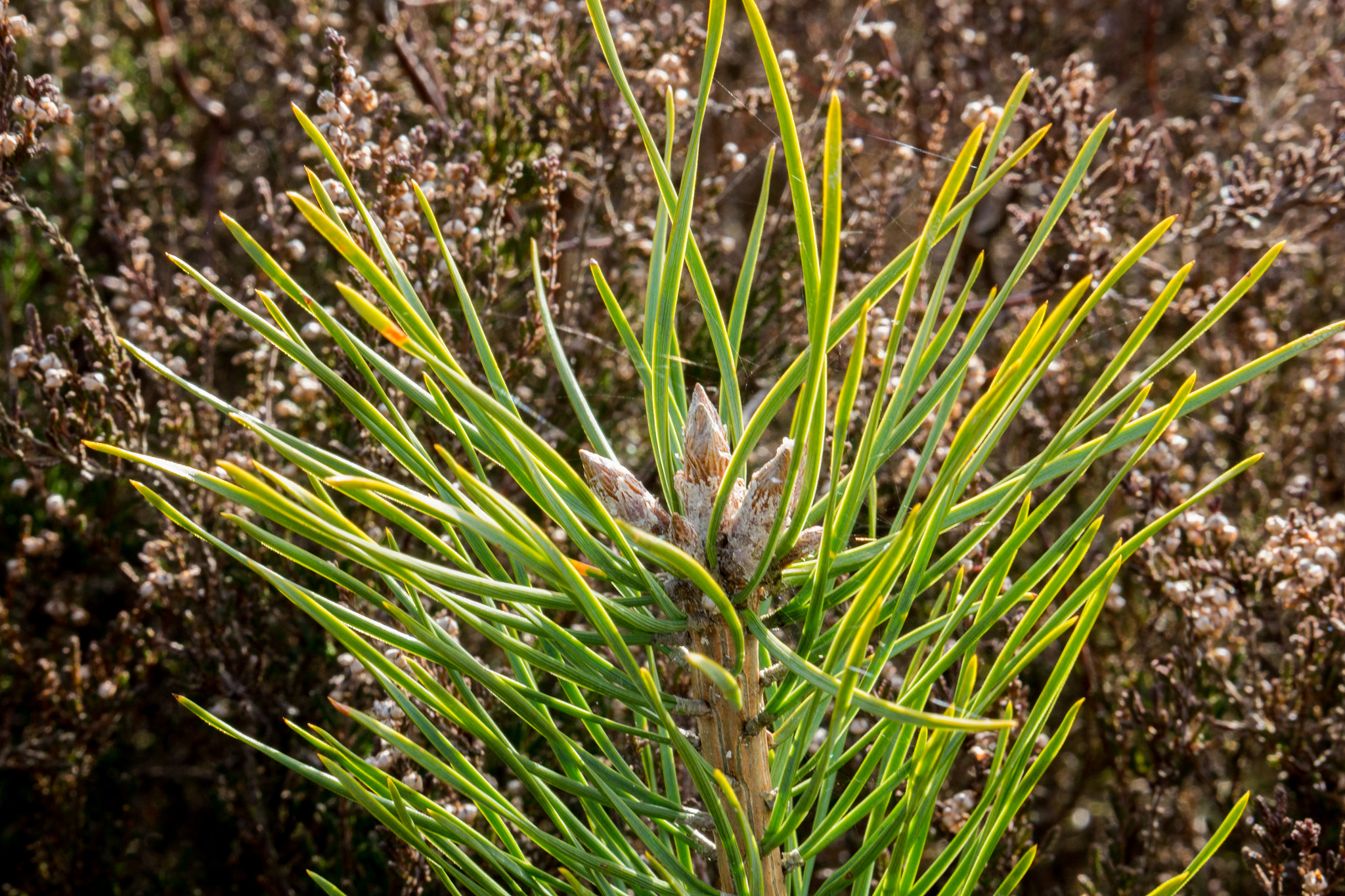 Panasonic Leica DG Nocticron 42.5mm F1.2 ASPH OIS sample photo. Pine branch photography