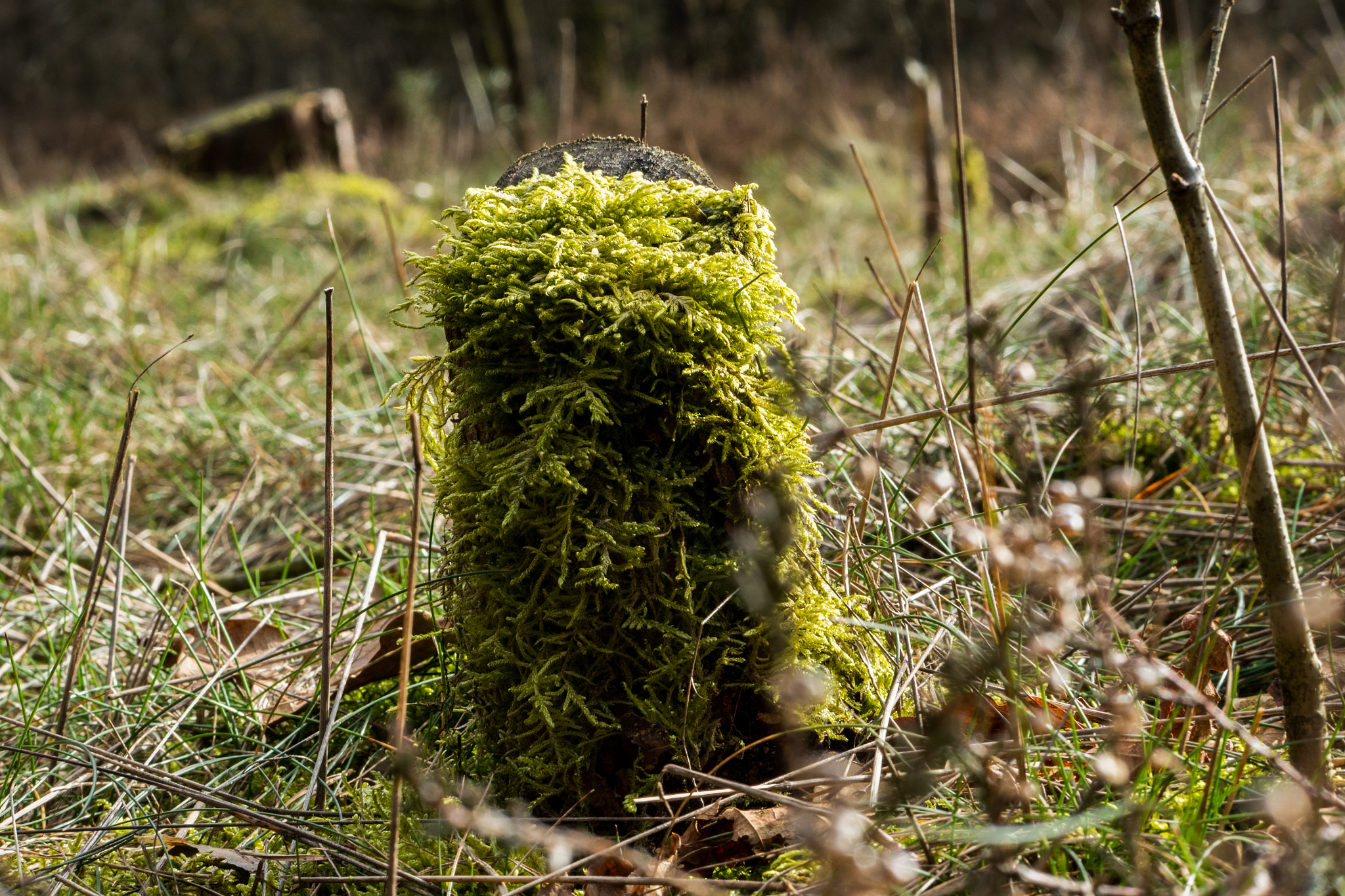 Panasonic Lumix DMC-GH4 + Panasonic Leica DG Nocticron 42.5mm F1.2 ASPH OIS sample photo. Dead stump photography