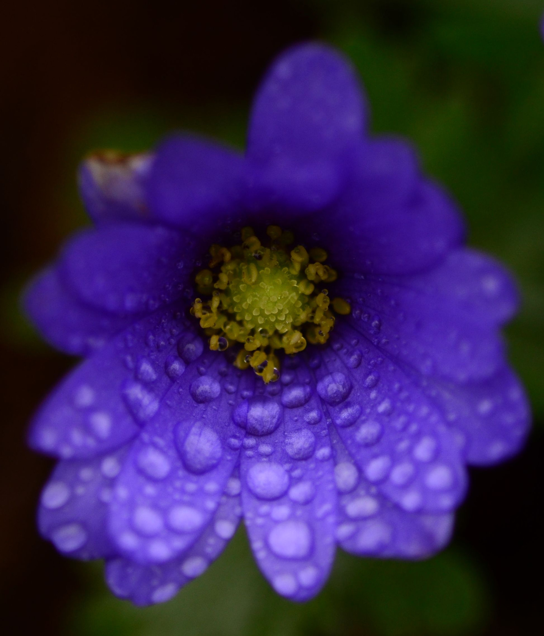 Nikon D7000 + Sigma 105mm F2.8 EX DG Macro sample photo. Wood anemone photography